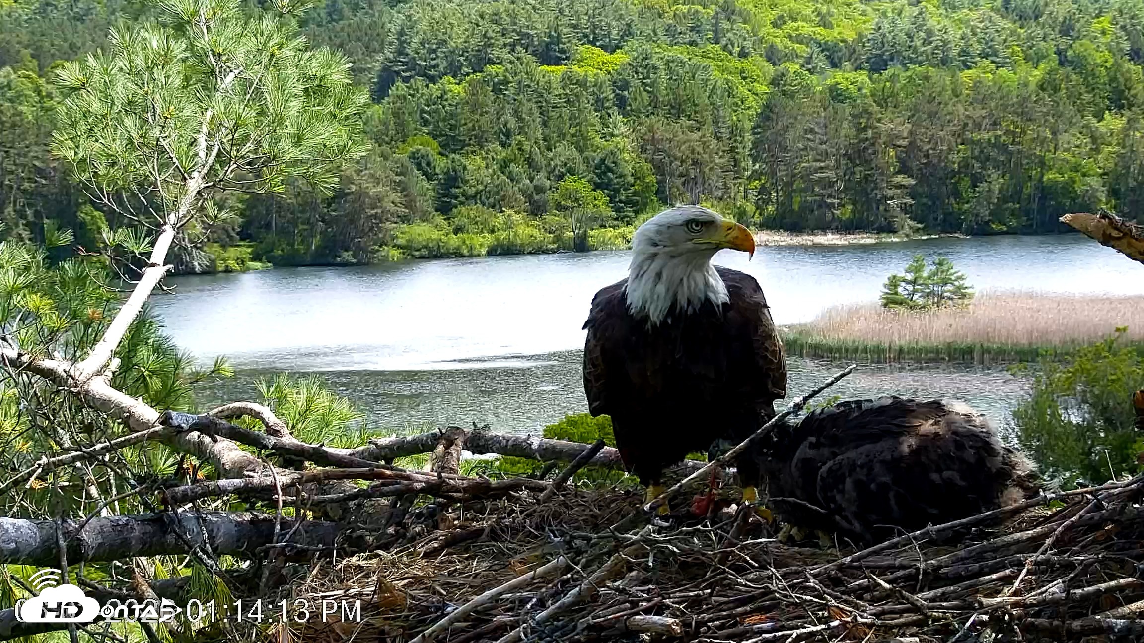 Snapshot of VINS Bald Eagles Nest Live Cams taken Jun 2, 2026, 1:14pm EDT