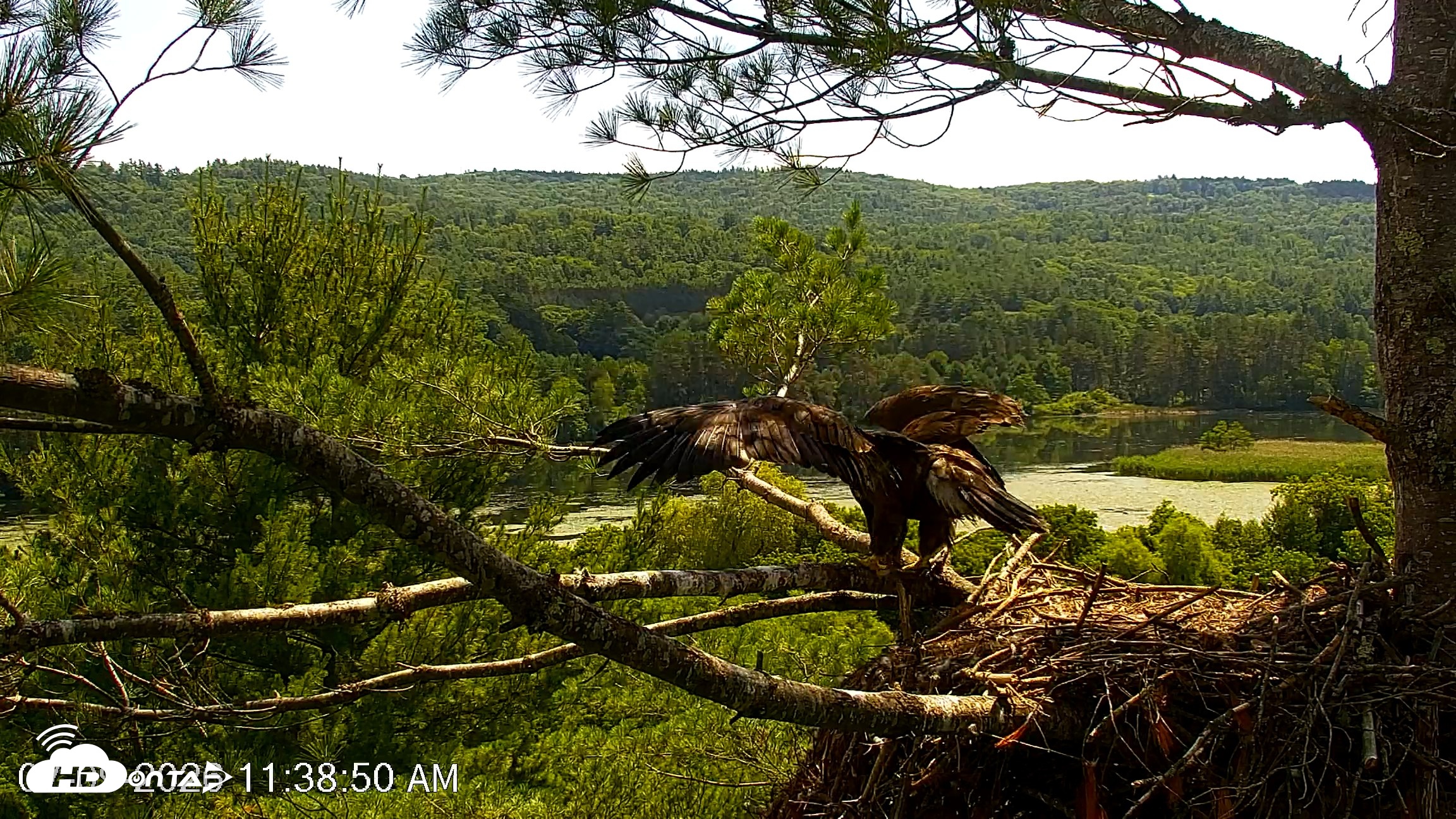 Snapshot of VINS Bald Eagles Nest Live Cams taken Jul 9, 2026, 11:39am EDT