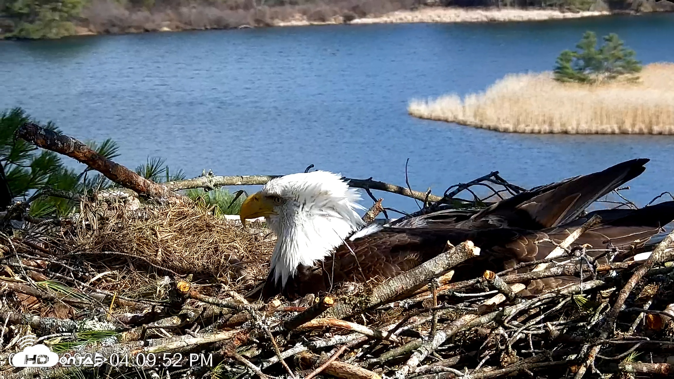 Snapshot of VINS Bald Eagles Nest Live Cams taken Apr 6, 2026, 4:10pm EDT