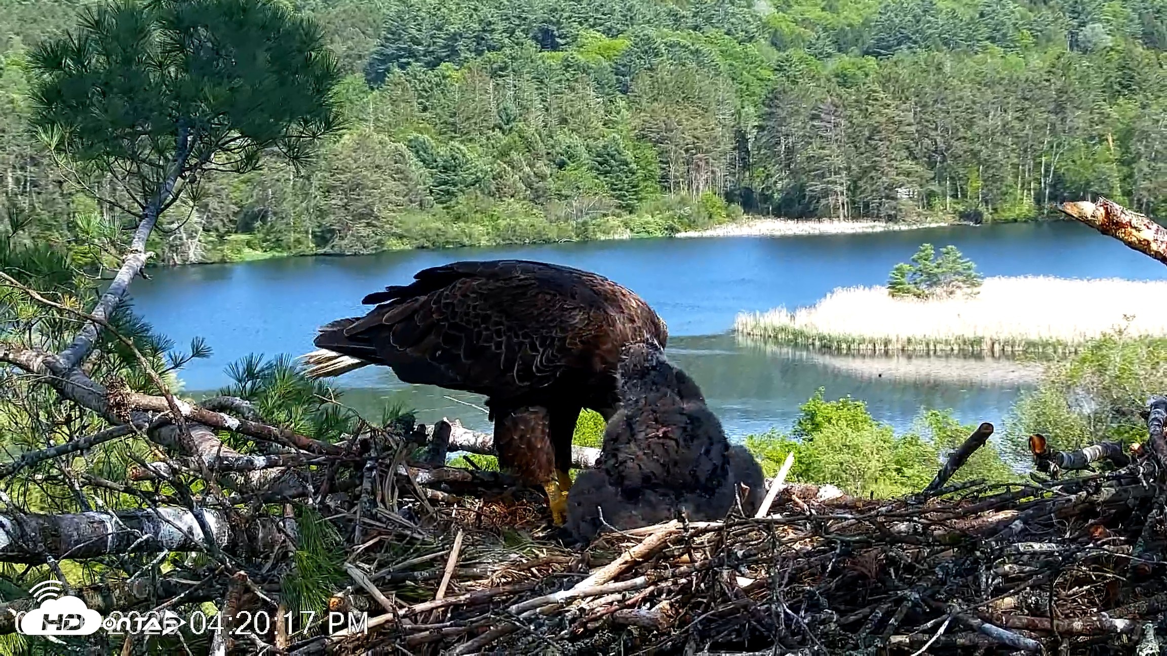 Snapshot of VINS Bald Eagles Nest Live Cams taken May 26, 2026, 4:20pm EDT