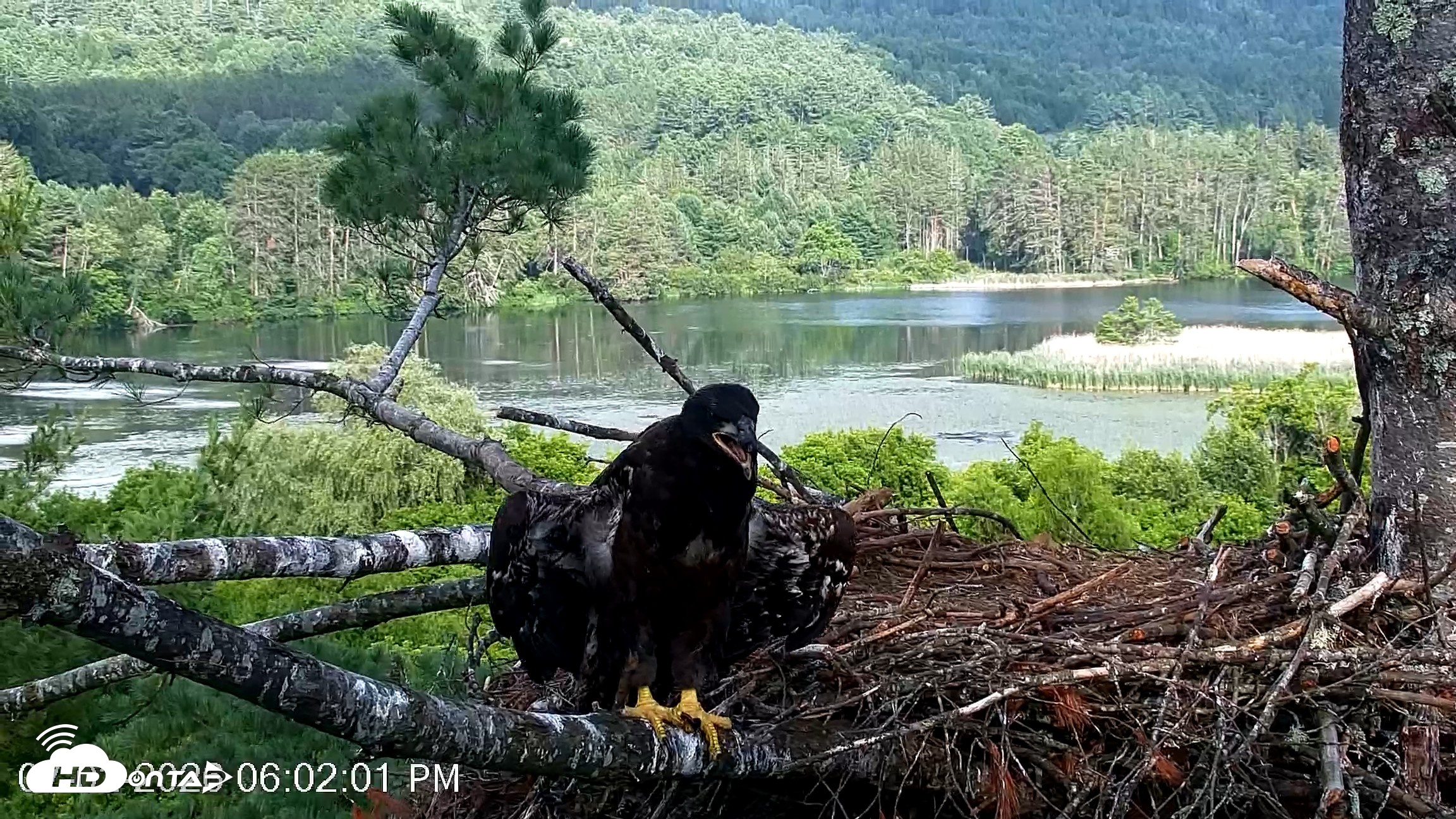 Snapshot of VINS Bald Eagles Nest Live Cams taken Jul 2, 2026, 6:02pm EDT