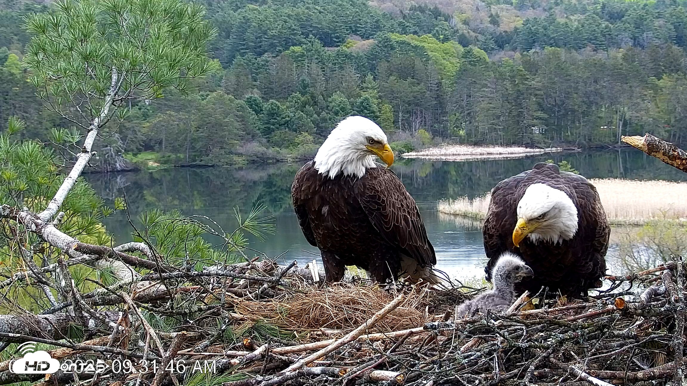 Snapshot of VINS Bald Eagles Nest Live Cams taken May 13, 2026, 9:32am EDT