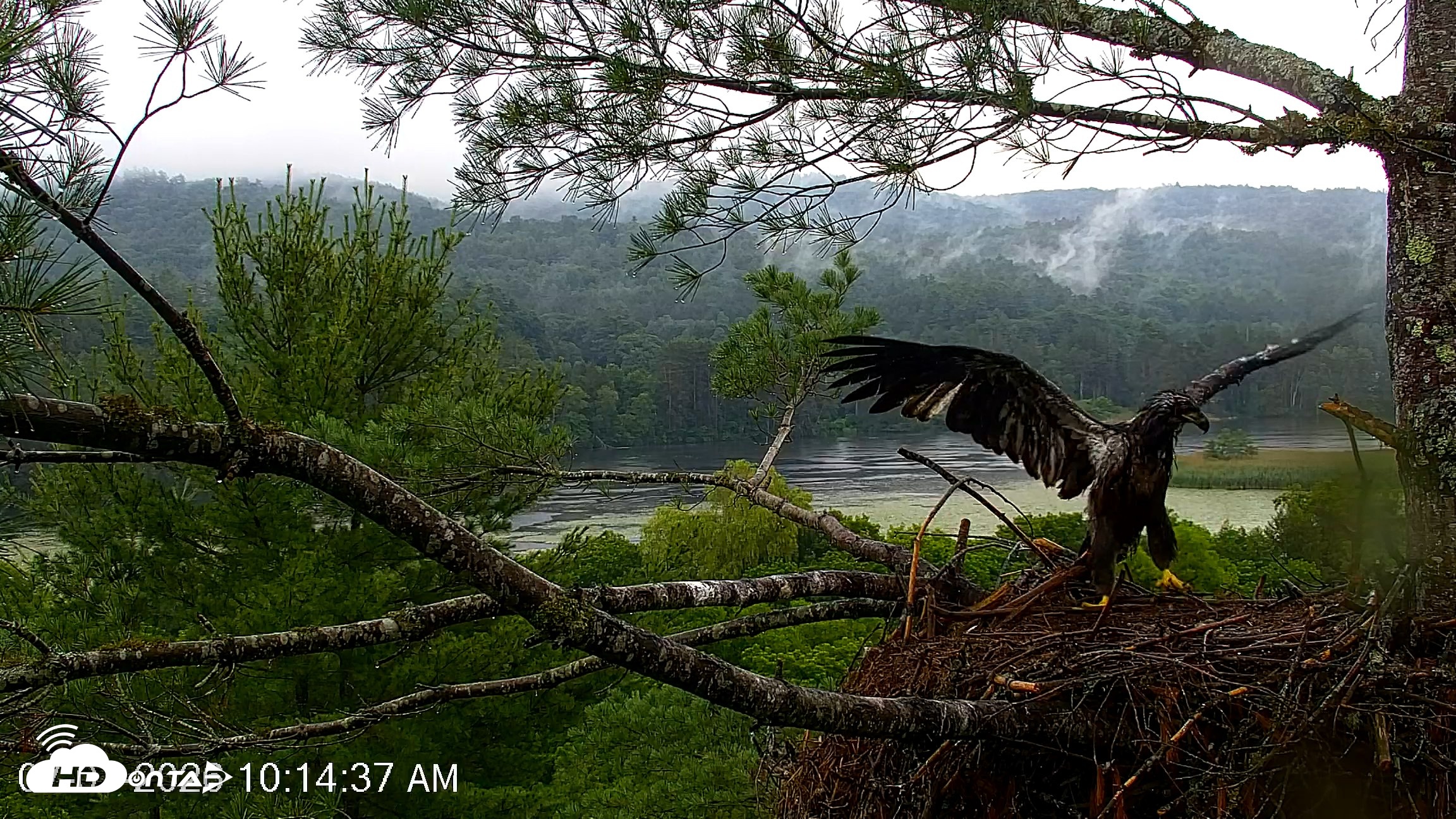 Snapshot of VINS Bald Eagles Nest Live Cams taken Jul 7, 2026, 10:15am EDT