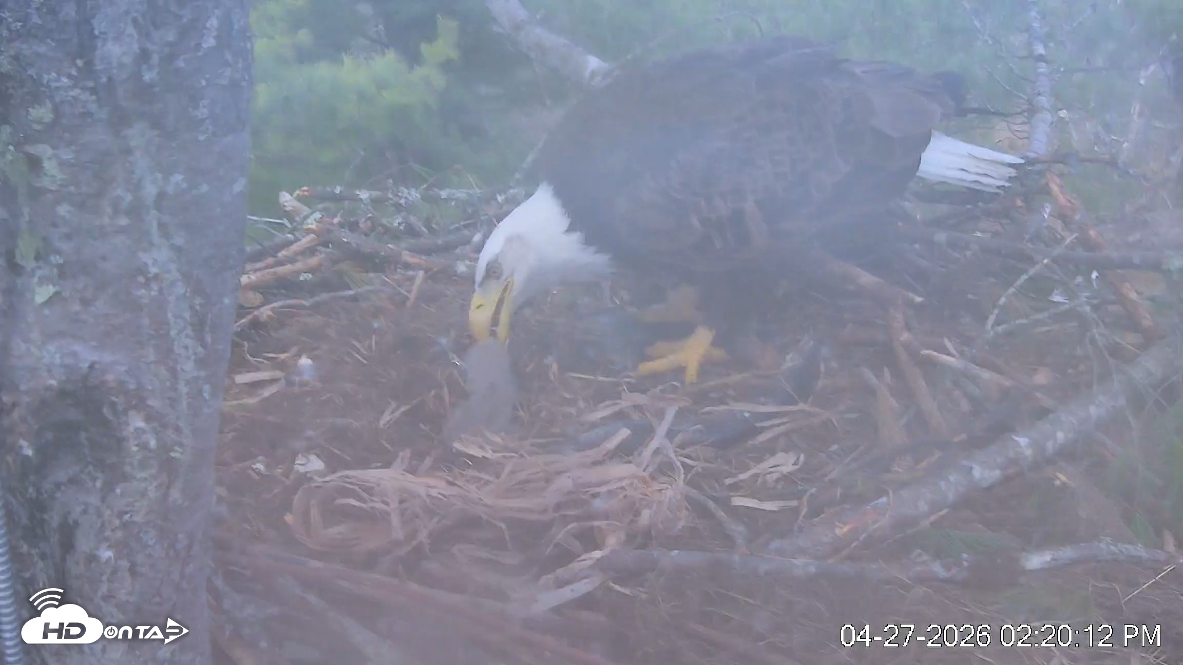 Snapshot of VINS Bald Eagles Nest Live Cams taken Apr 27, 2026, 2:20pm EDT
