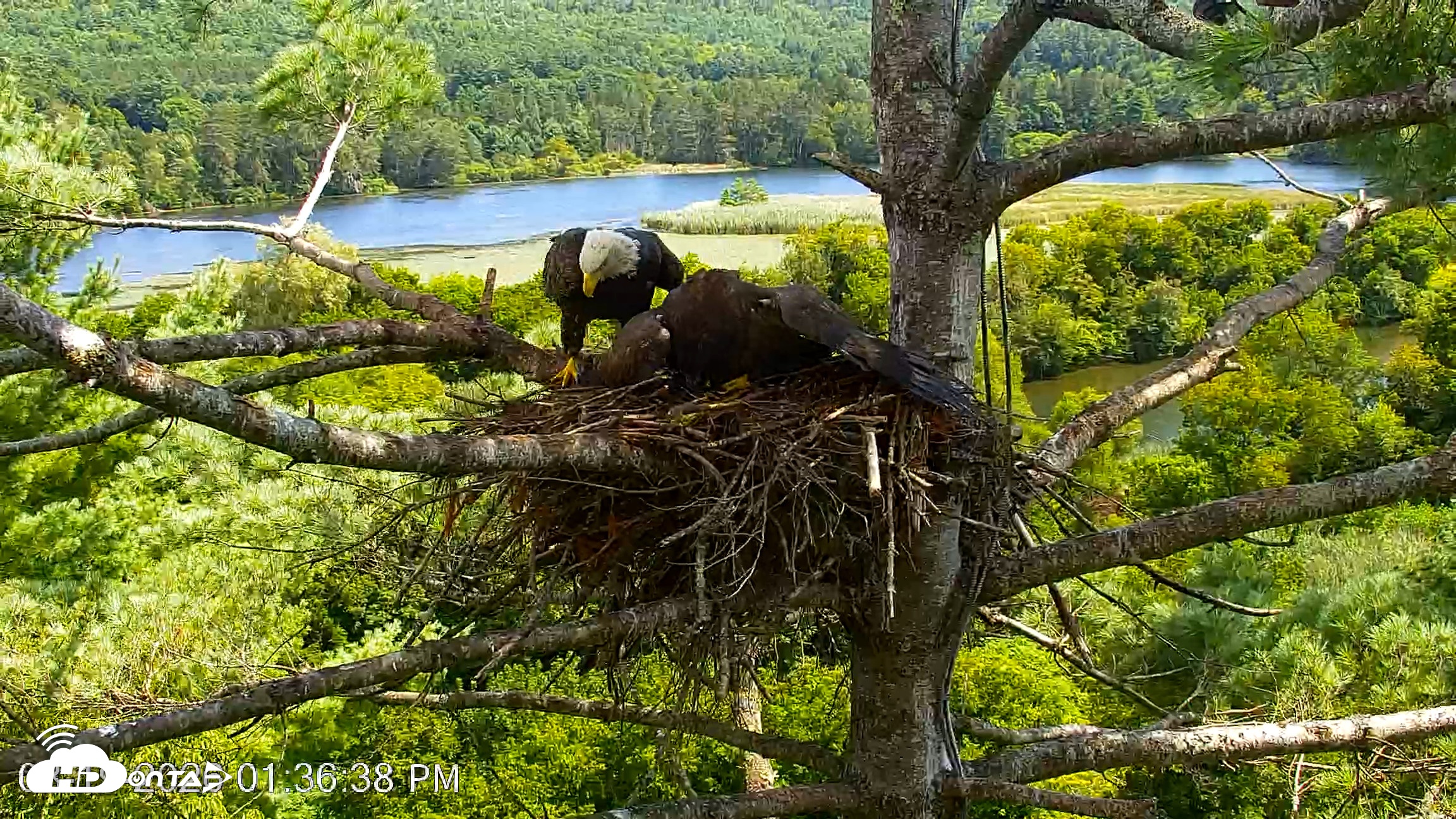 Snapshot of VINS Bald Eagles Nest Live Cams taken Aug 19, 2026, 1:37pm EDT