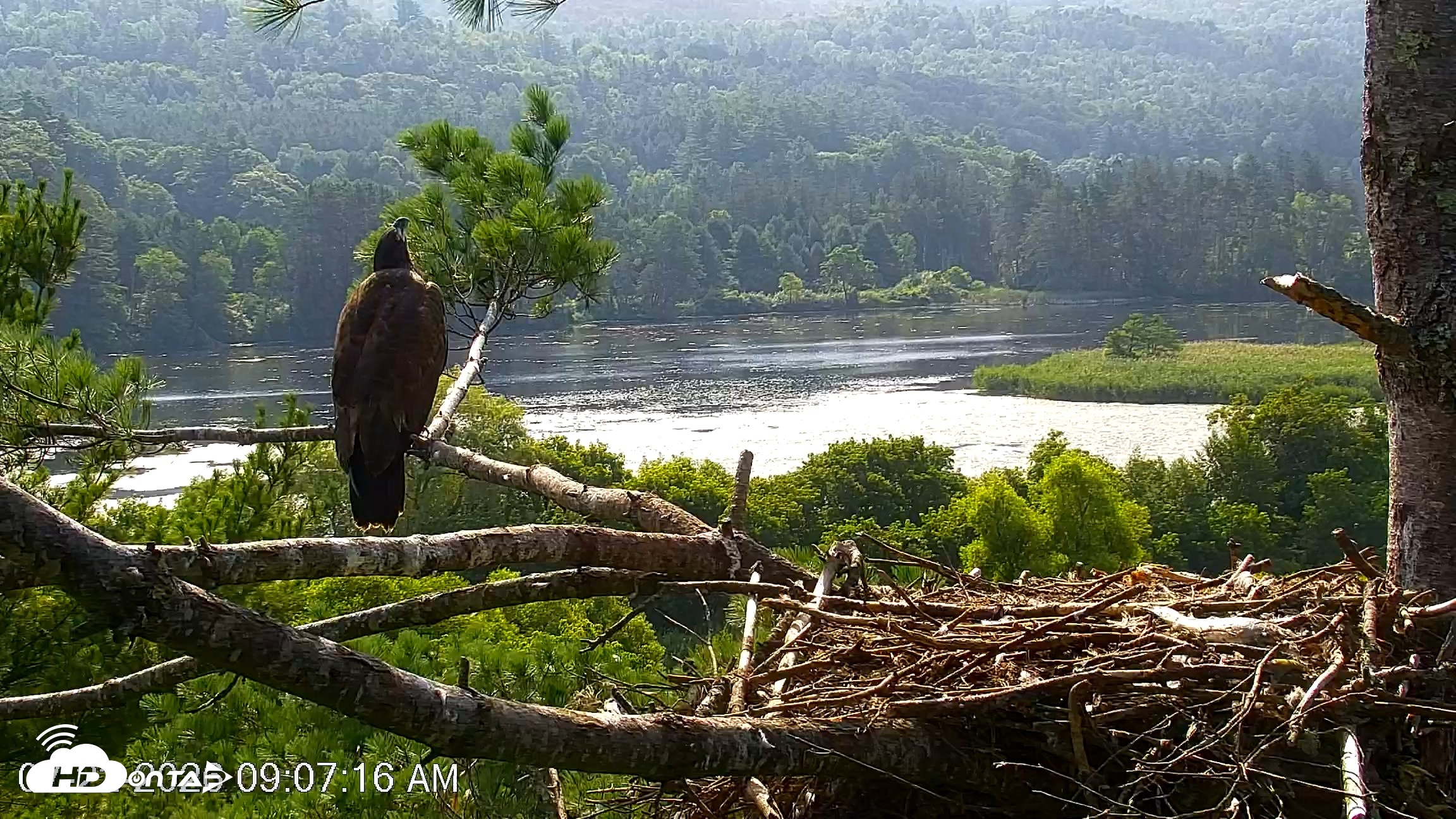 Snapshot of VINS Bald Eagles Nest Live Cams taken Jul 22, 2026, 9:09am EDT
