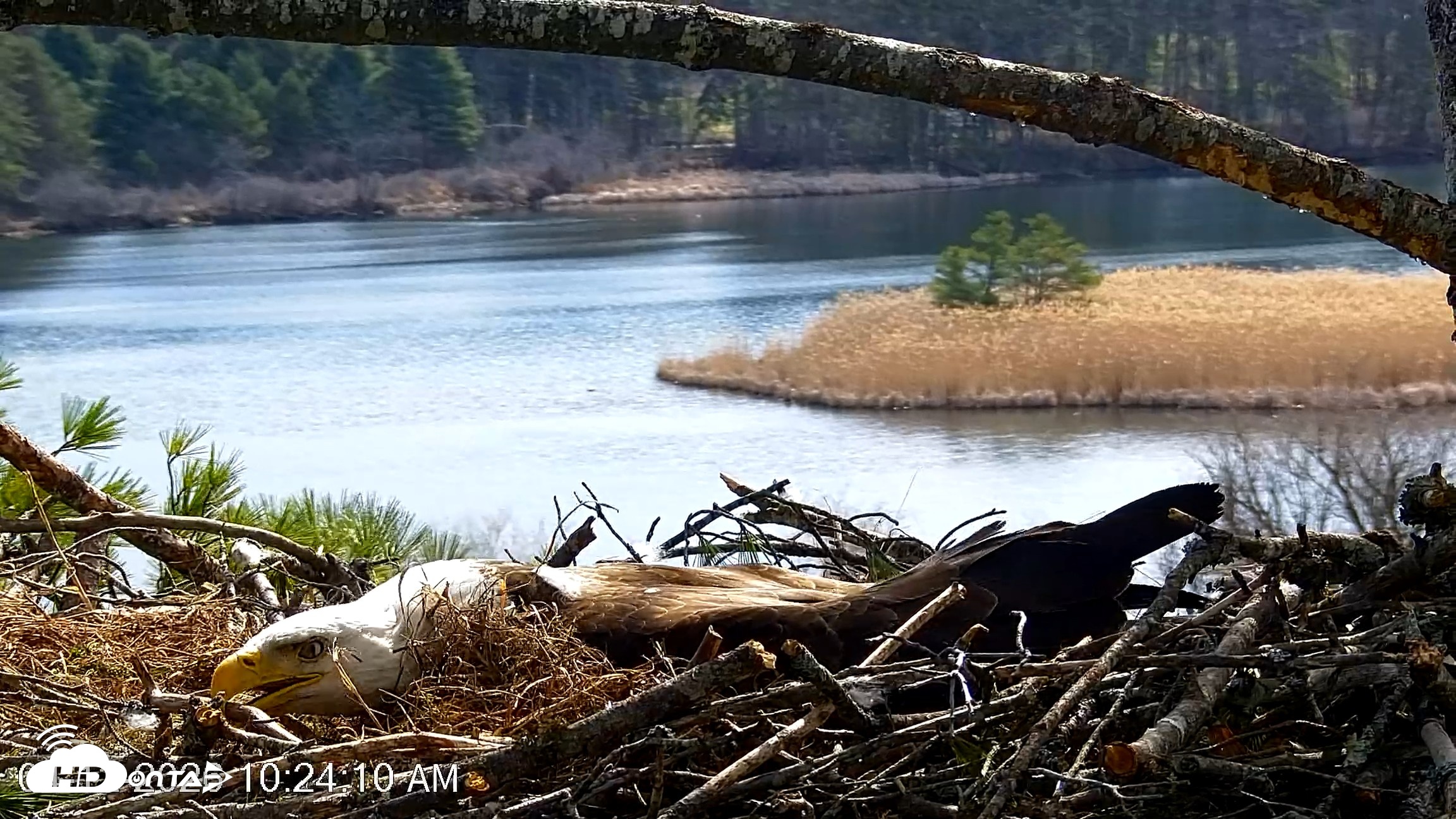 Snapshot of VINS Bald Eagles Nest Live Cams taken Apr 12, 2026, 10:24am EDT