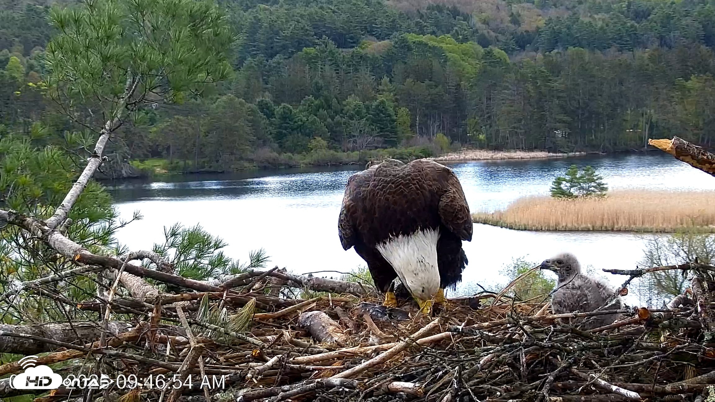 Snapshot of VINS Bald Eagles Nest Live Cams taken May 12, 2026, 9:47am EDT