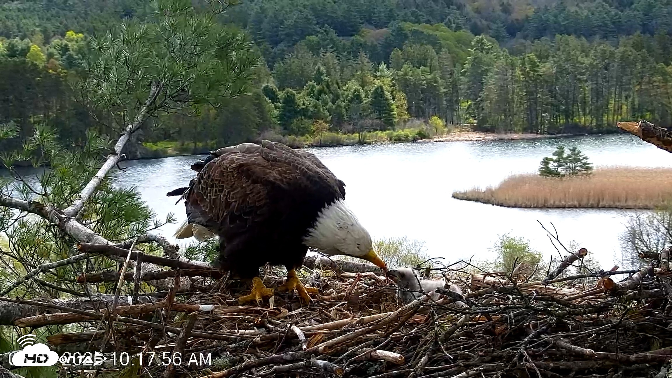 Snapshot of VINS Bald Eagles Nest Live Cams taken May 8, 2026, 10:18am EDT