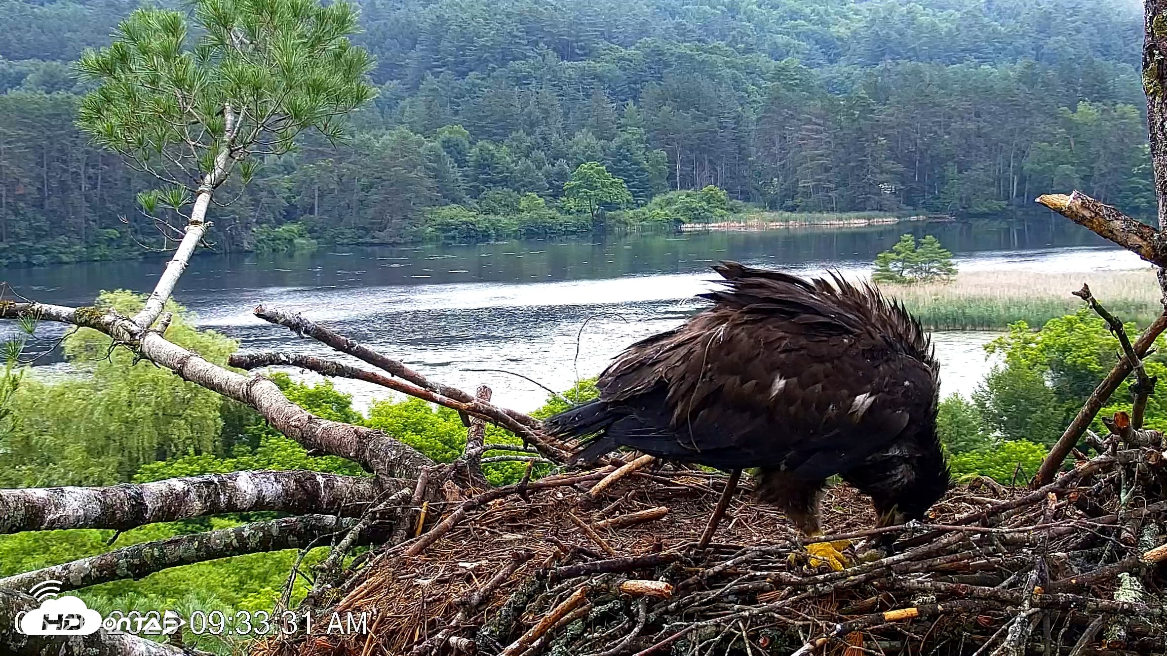 Snapshot of VINS Bald Eagles Nest Live Cams taken Jun 26, 2026, 9:34am EDT