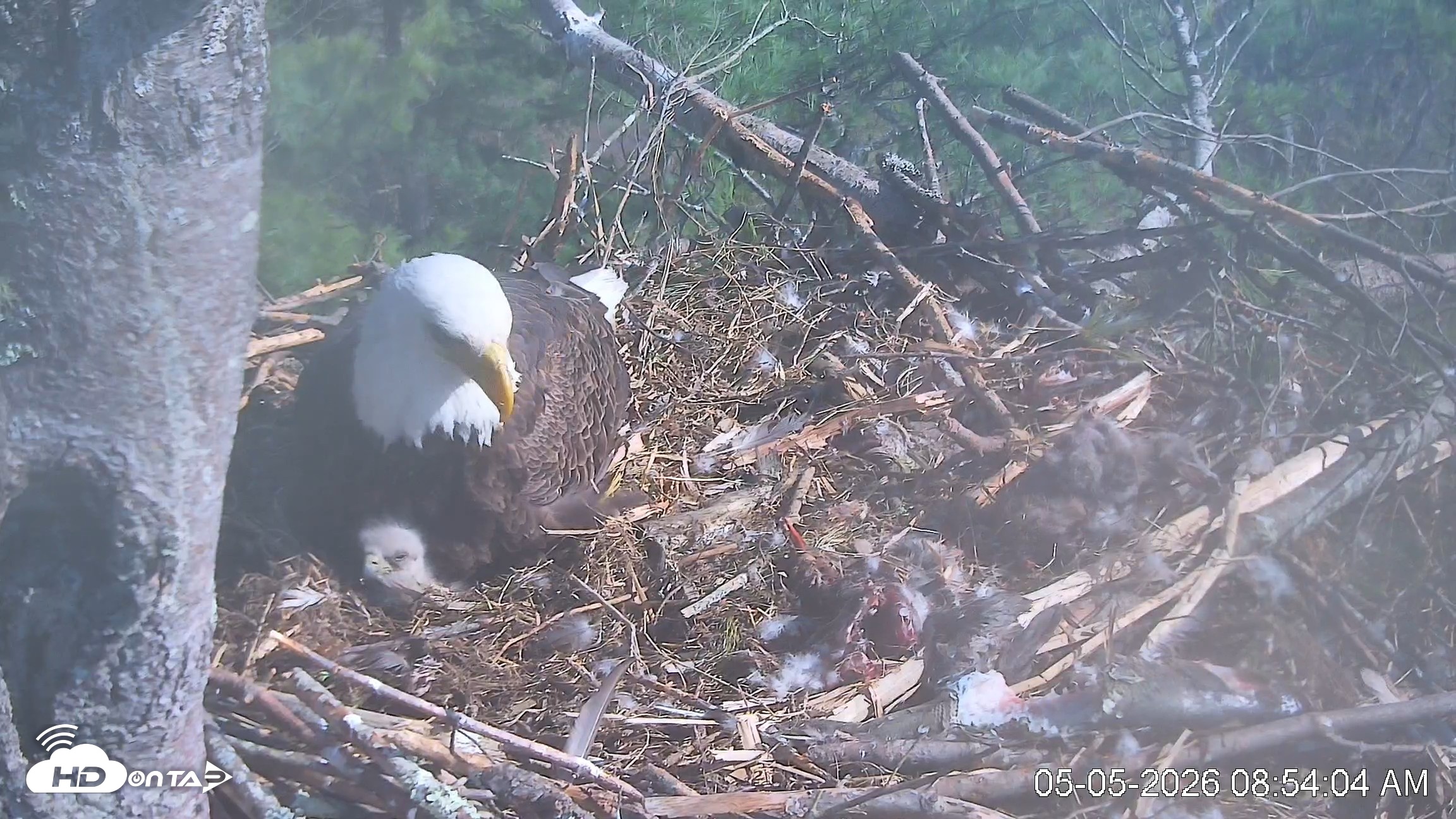 Snapshot of VINS Bald Eagles Nest Live Cams taken May 5, 2026, 8:55am EDT