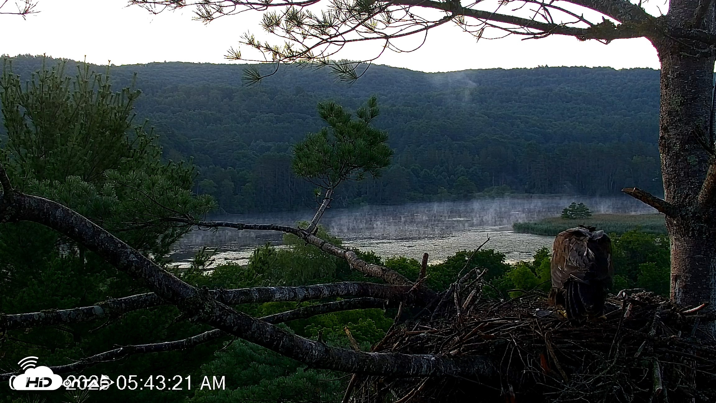 Snapshot of VINS Bald Eagles Nest Live Cams taken Jul 17, 2026, 5:44am EDT