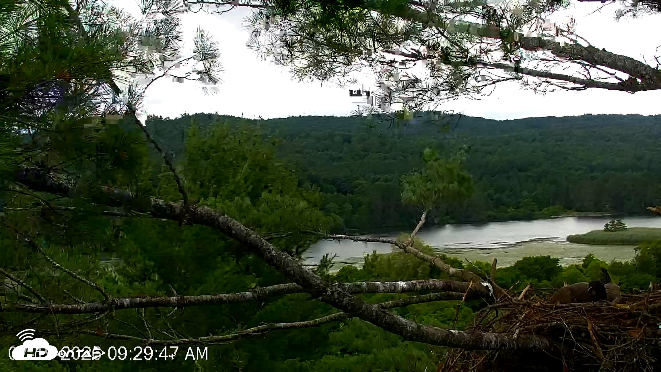 Snapshot of VINS Bald Eagles Nest Live Cams taken Jul 19, 2026, 9:31am EDT