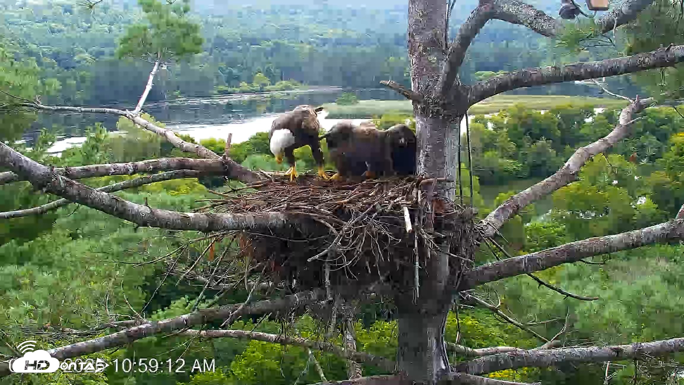 Snapshot of VINS Bald Eagles Nest Live Cams taken Aug 22, 2026, 10:59am EDT