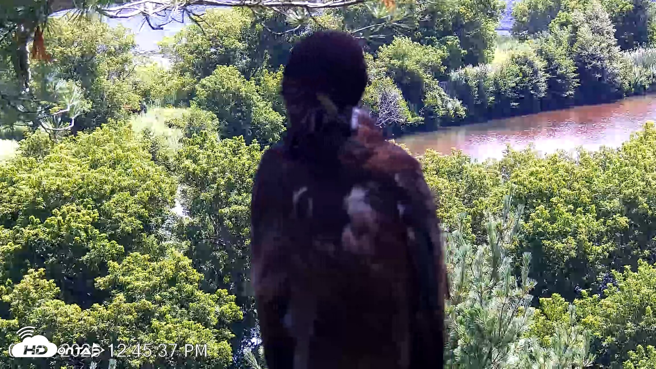 Snapshot of VINS Bald Eagles Nest Live Cams taken Jul 23, 2026, 12:46pm EDT