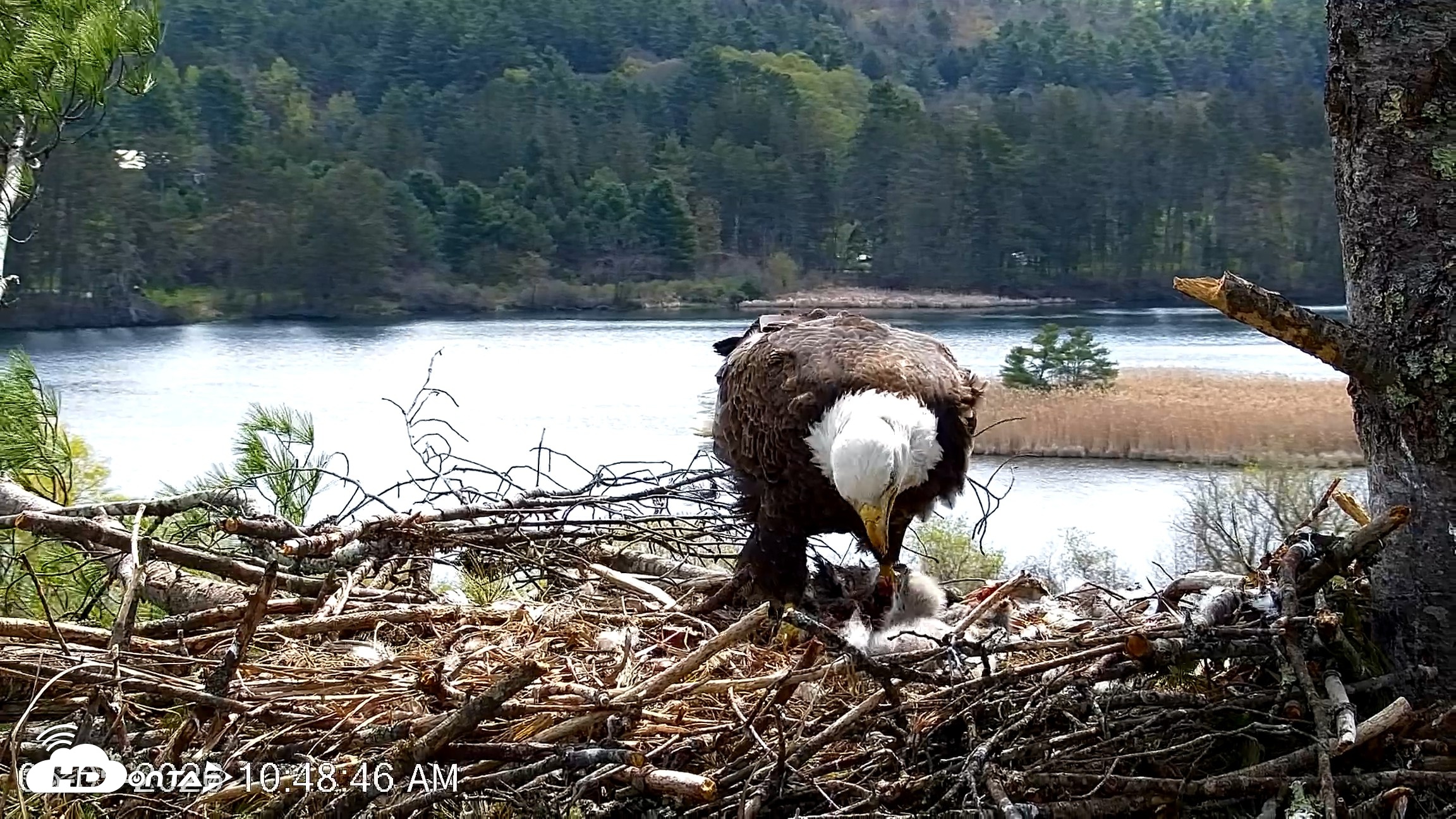 Snapshot of VINS Bald Eagles Nest Live Cams taken May 5, 2026, 10:49am EDT