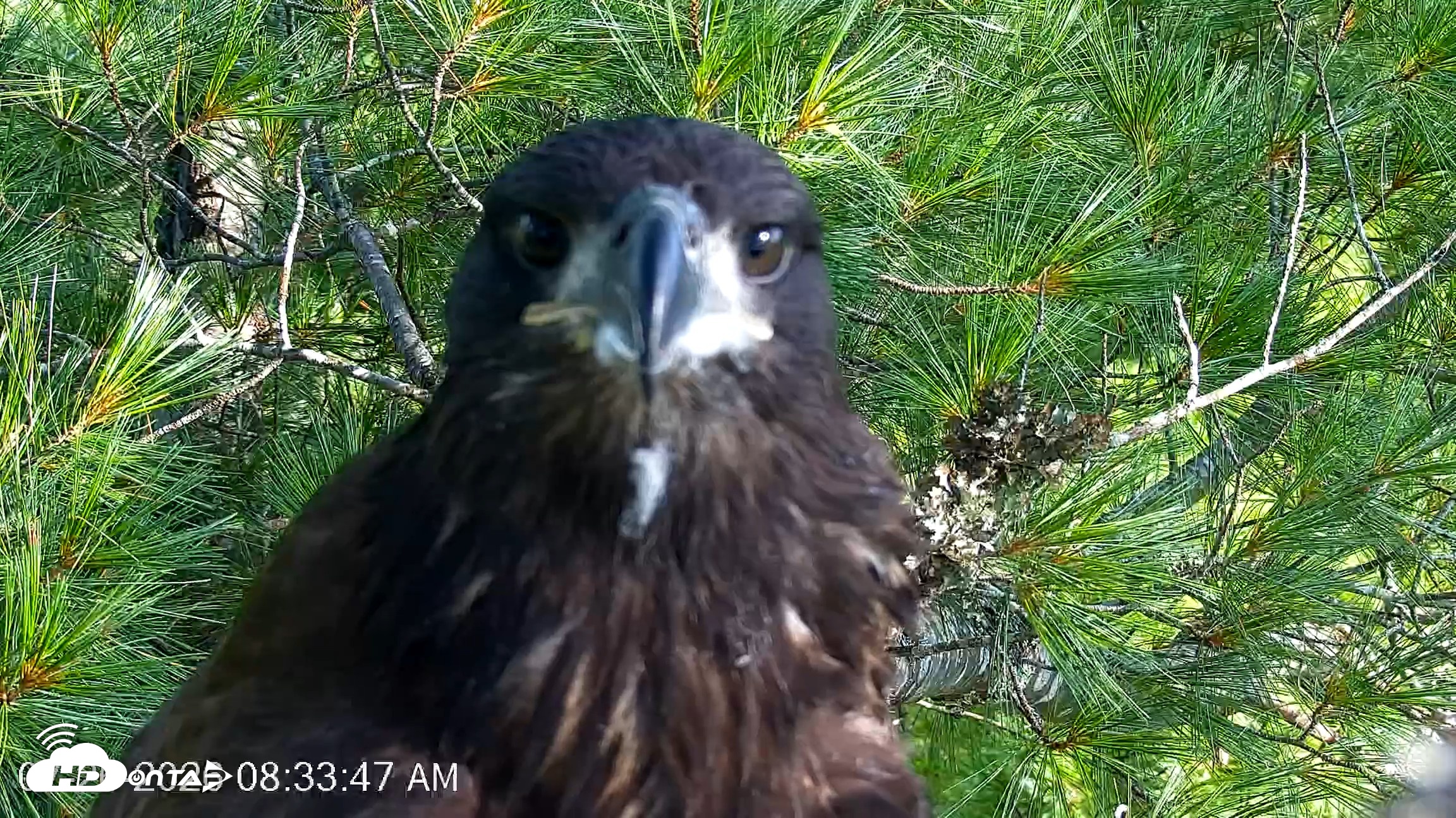Snapshot of VINS Bald Eagles Nest Live Cams taken Jul 26, 2026, 8:34am EDT