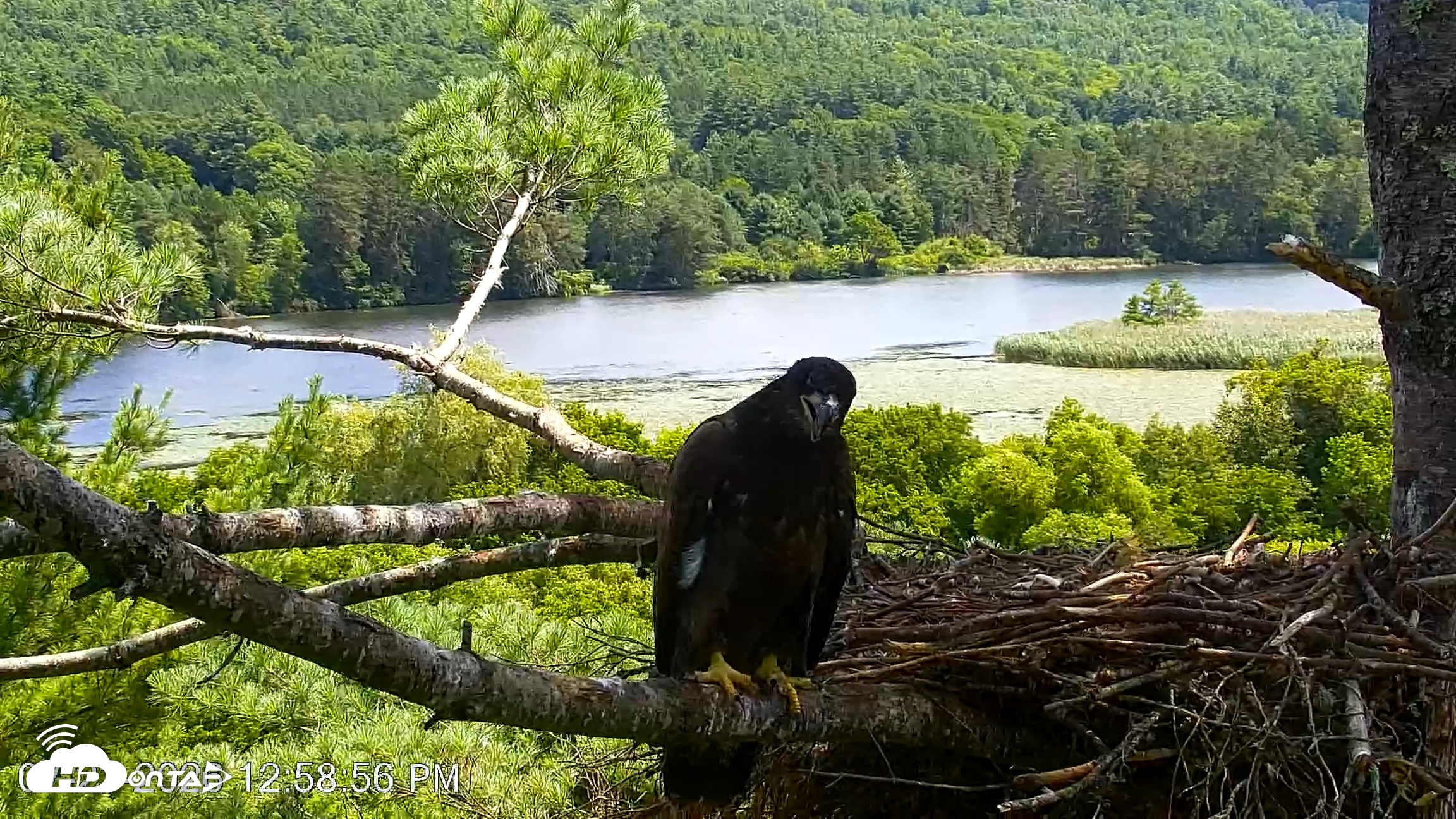 Snapshot of VINS Bald Eagles Nest Live Cams taken Jul 23, 2026, 12:59pm EDT