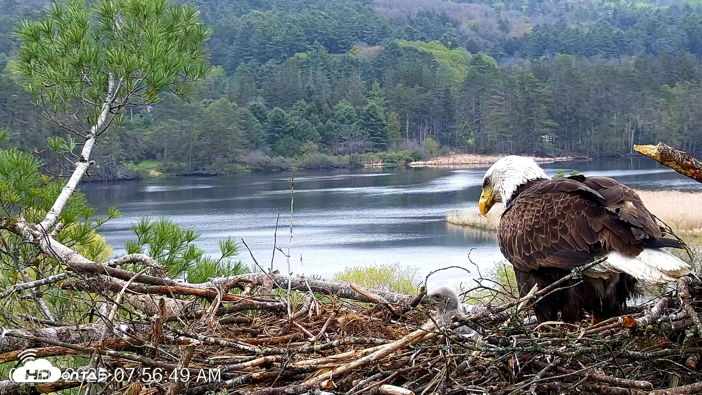 Snapshot of VINS Bald Eagles Nest Live Cams taken May 10, 2026, 7:57am EDT