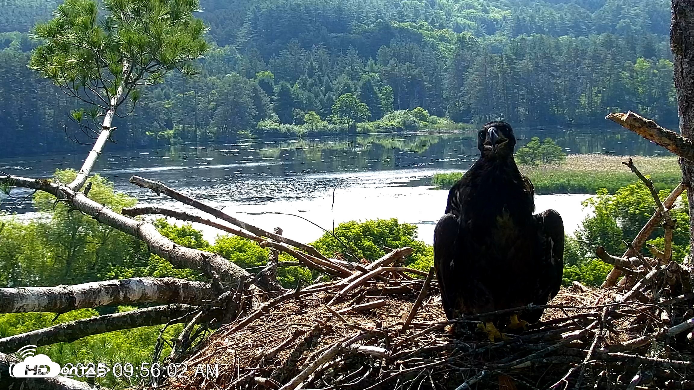 Snapshot of VINS Bald Eagles Nest Live Cams taken Jun 27, 2026, 9:56am EDT