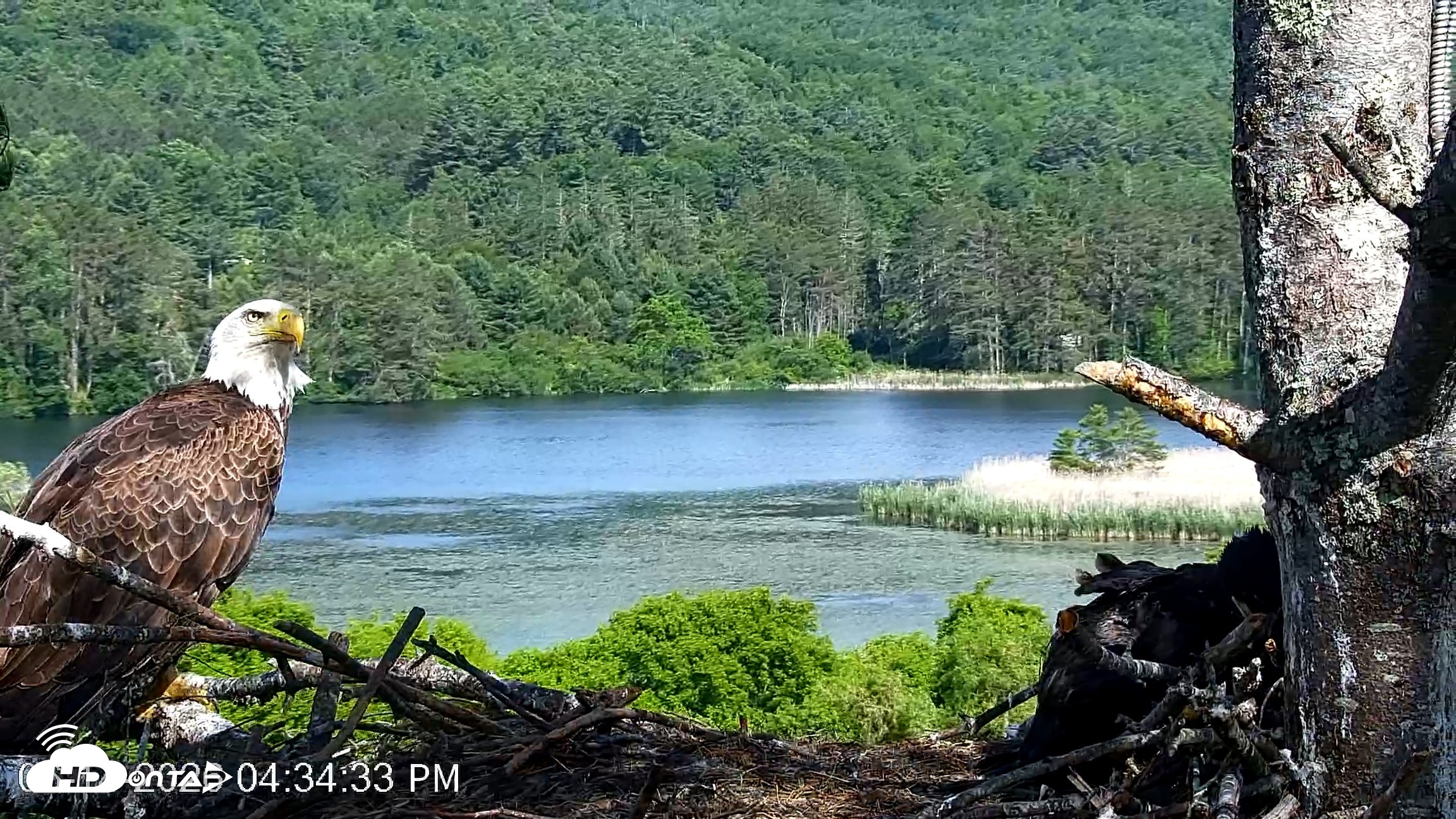 Snapshot of VINS Bald Eagles Nest Live Cams taken Jun 14, 2026, 4:37pm EDT