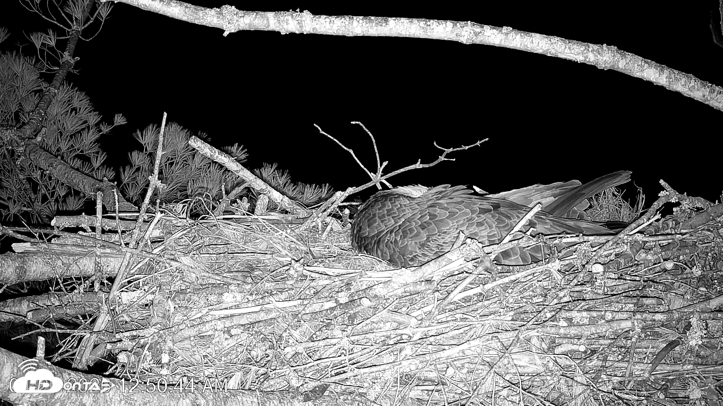 Snapshot of VINS Bald Eagles Nest Live Cams taken Apr 23, 2026, 12:51am EDT