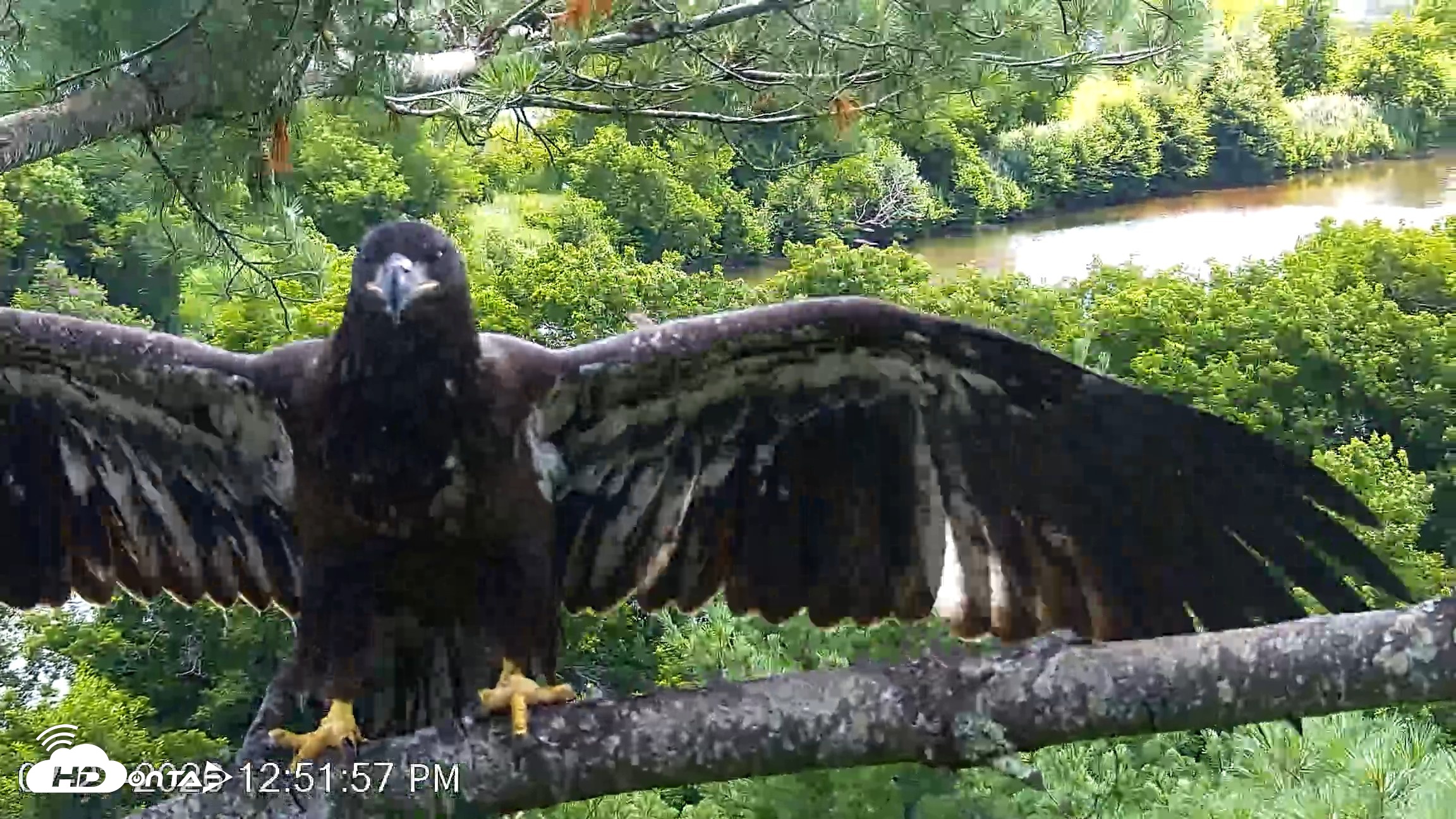 Snapshot of VINS Bald Eagles Nest Live Cams taken Jul 23, 2026, 12:52pm EDT