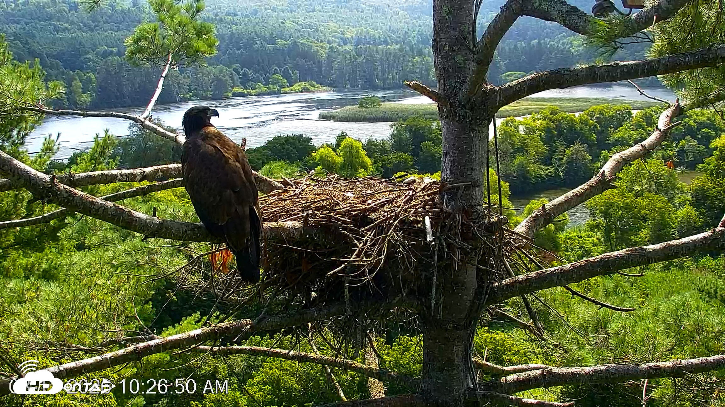 Snapshot of VINS Bald Eagles Nest Live Cams taken Aug 11, 2026, 10:27am EDT