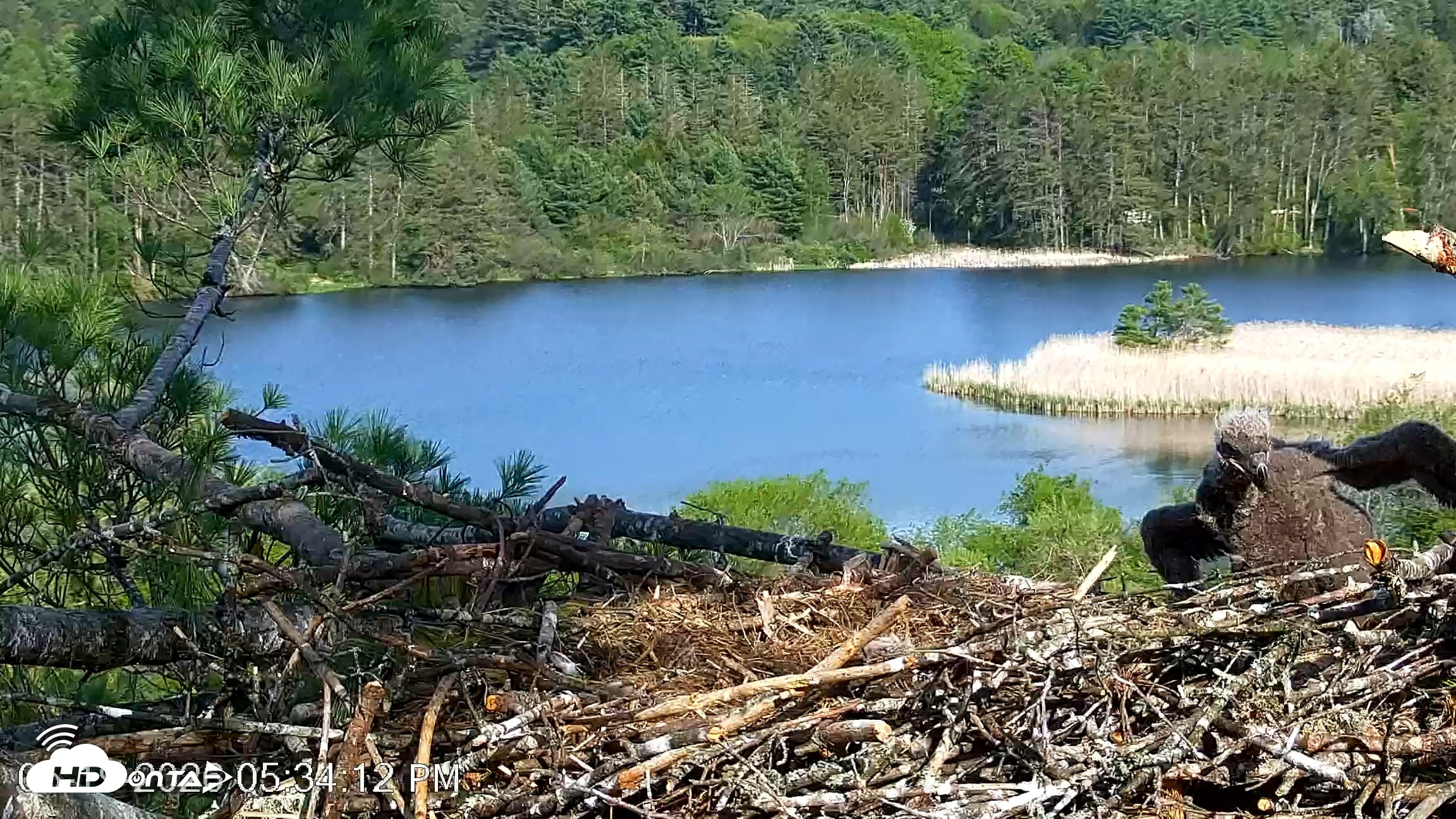 Snapshot of VINS Bald Eagles Nest Live Cams taken May 19, 2026, 5:35pm EDT