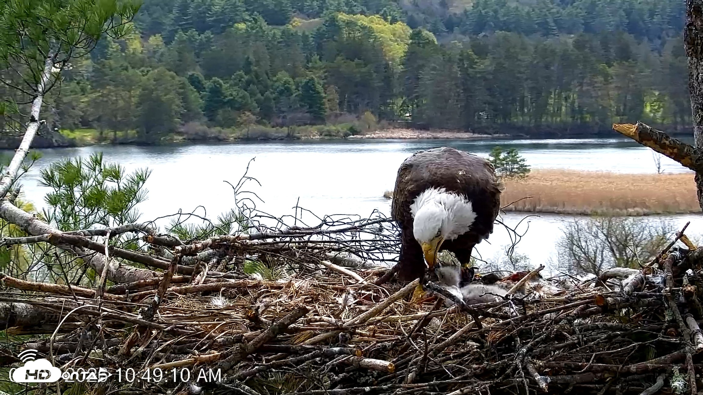 Snapshot of VINS Bald Eagles Nest Live Cams taken May 5, 2026, 10:49am EDT