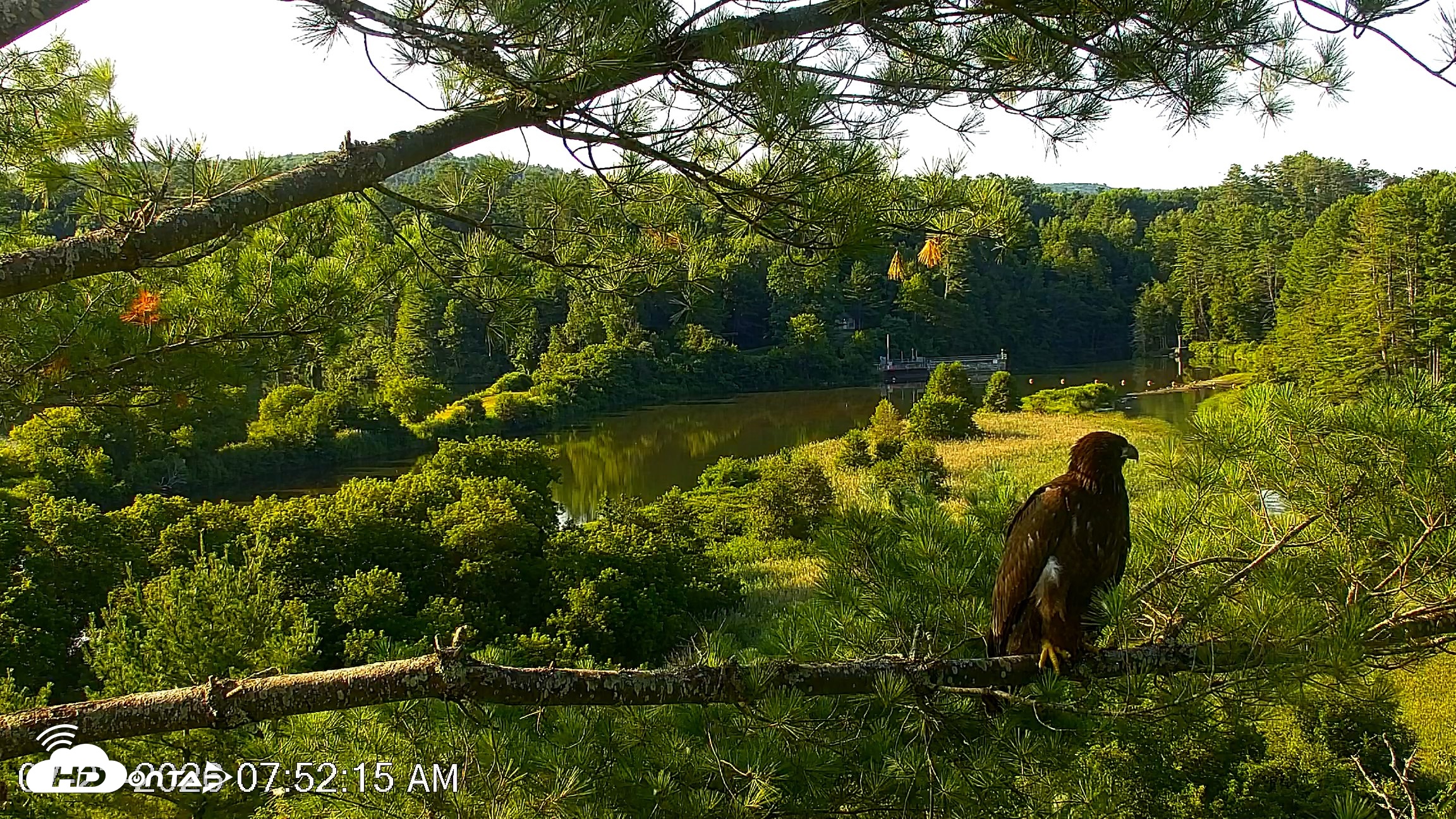 Snapshot of VINS Bald Eagles Nest Live Cams taken Jul 23, 2026, 7:53am EDT