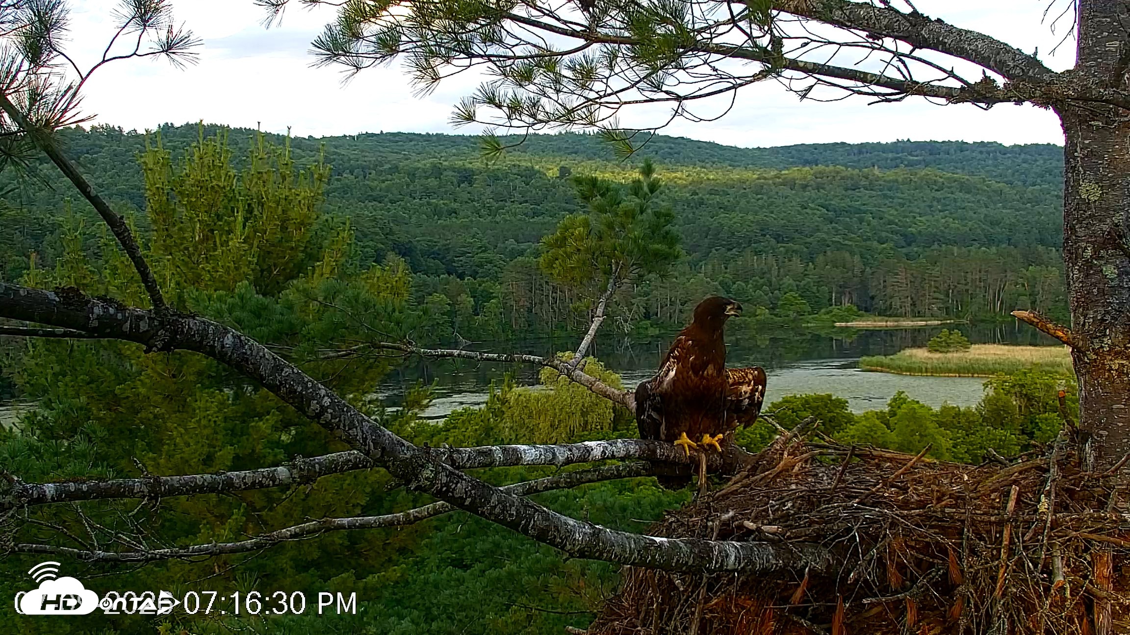 Snapshot of VINS Bald Eagles Nest Live Cams taken Jul 9, 2026, 7:17pm EDT