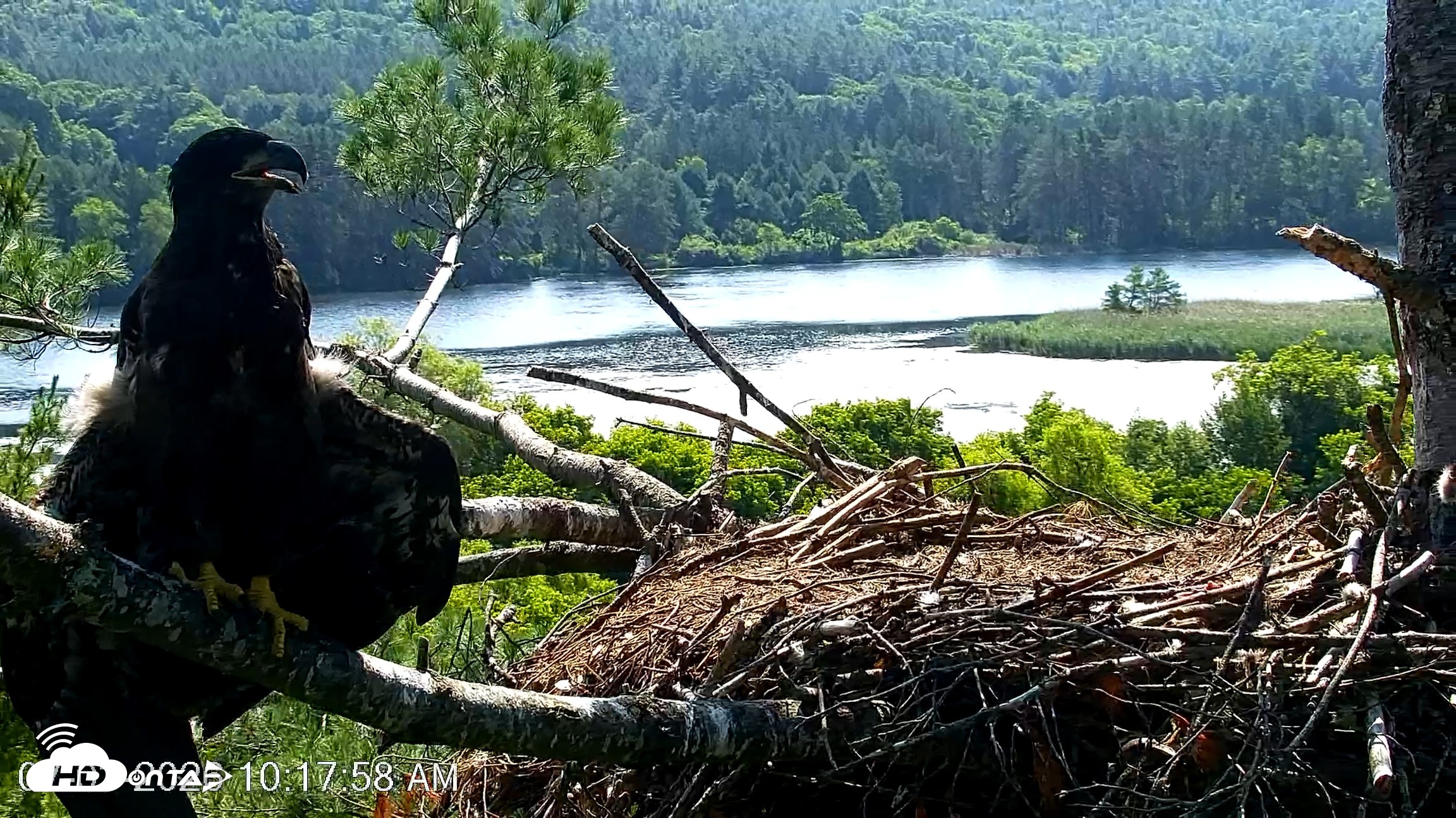 Snapshot of VINS Bald Eagles Nest Live Cams taken Jul 3, 2026, 10:18am EDT