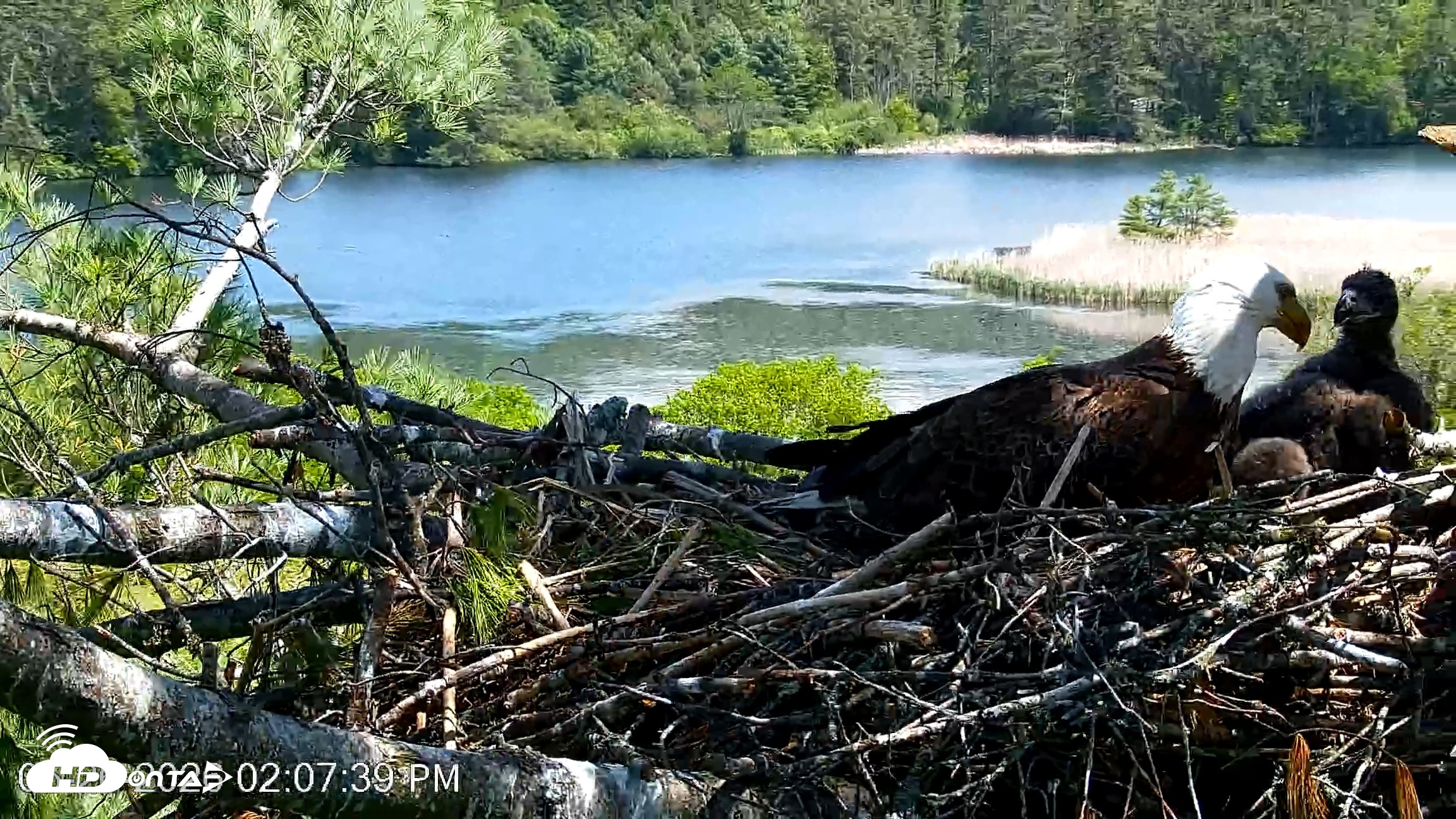 Snapshot of VINS Bald Eagles Nest Live Cams taken May 26, 2026, 2:08pm EDT