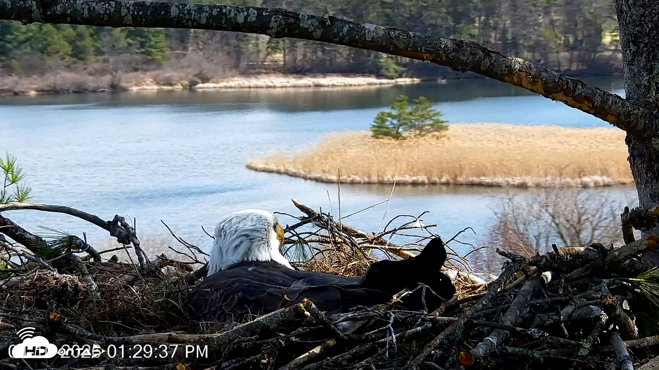 Snapshot of VINS Bald Eagles Nest Live Cams taken Apr 10, 2026, 1:30pm EDT