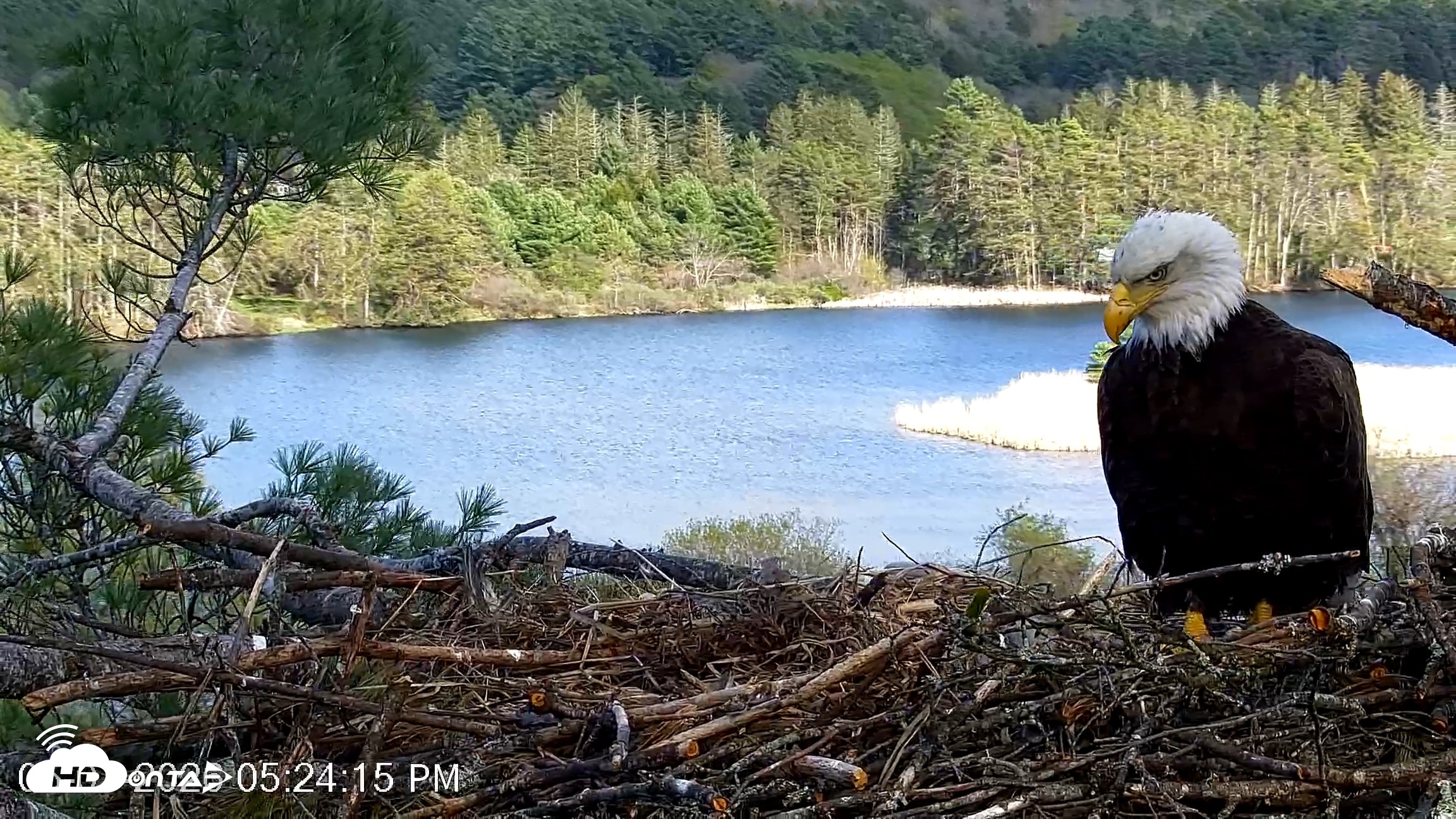 Snapshot of VINS Bald Eagles Nest Live Cams taken May 7, 2026, 5:25pm EDT