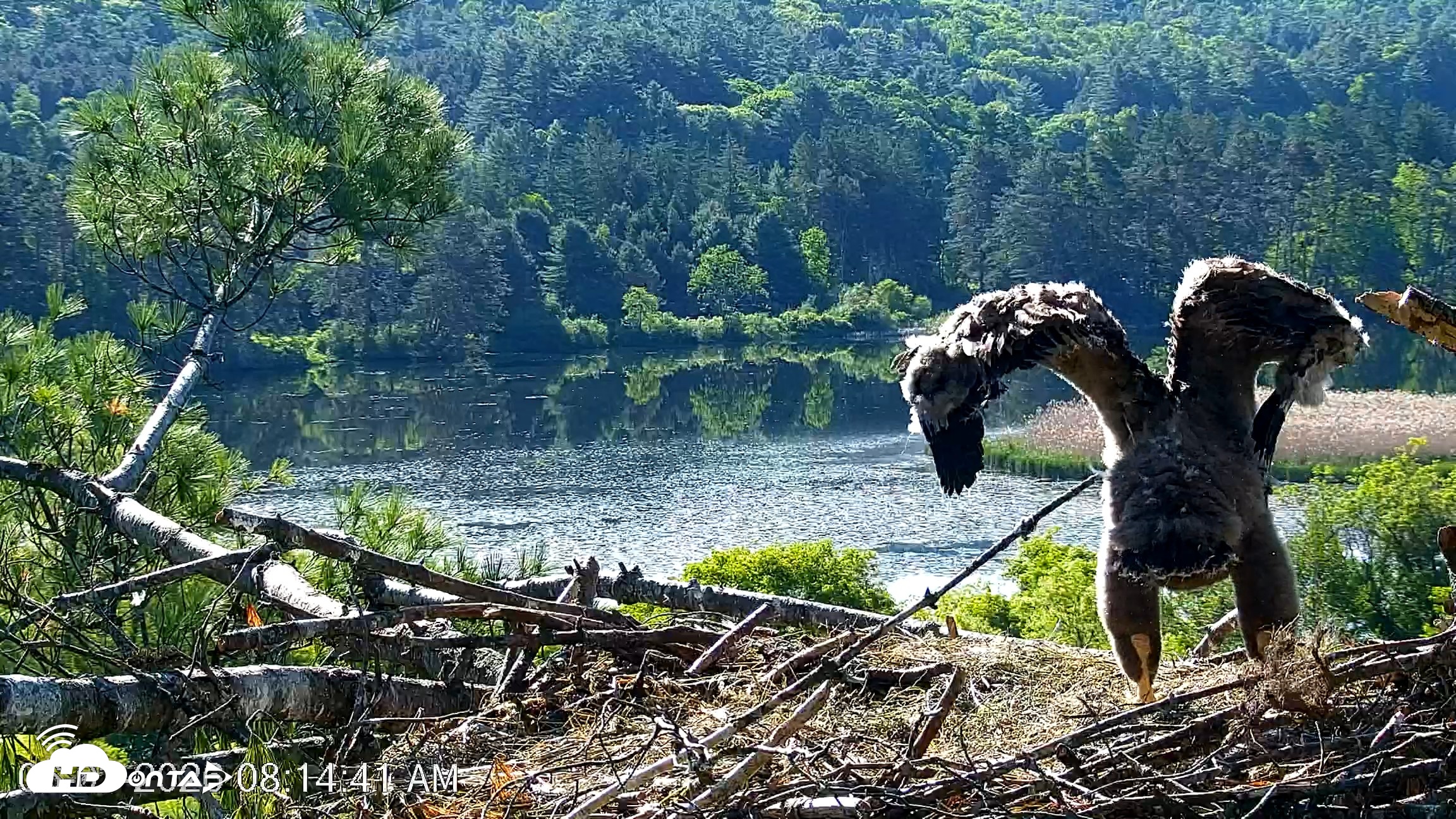Snapshot of VINS Bald Eagles Nest Live Cams taken Jun 3, 2026, 8:15am EDT