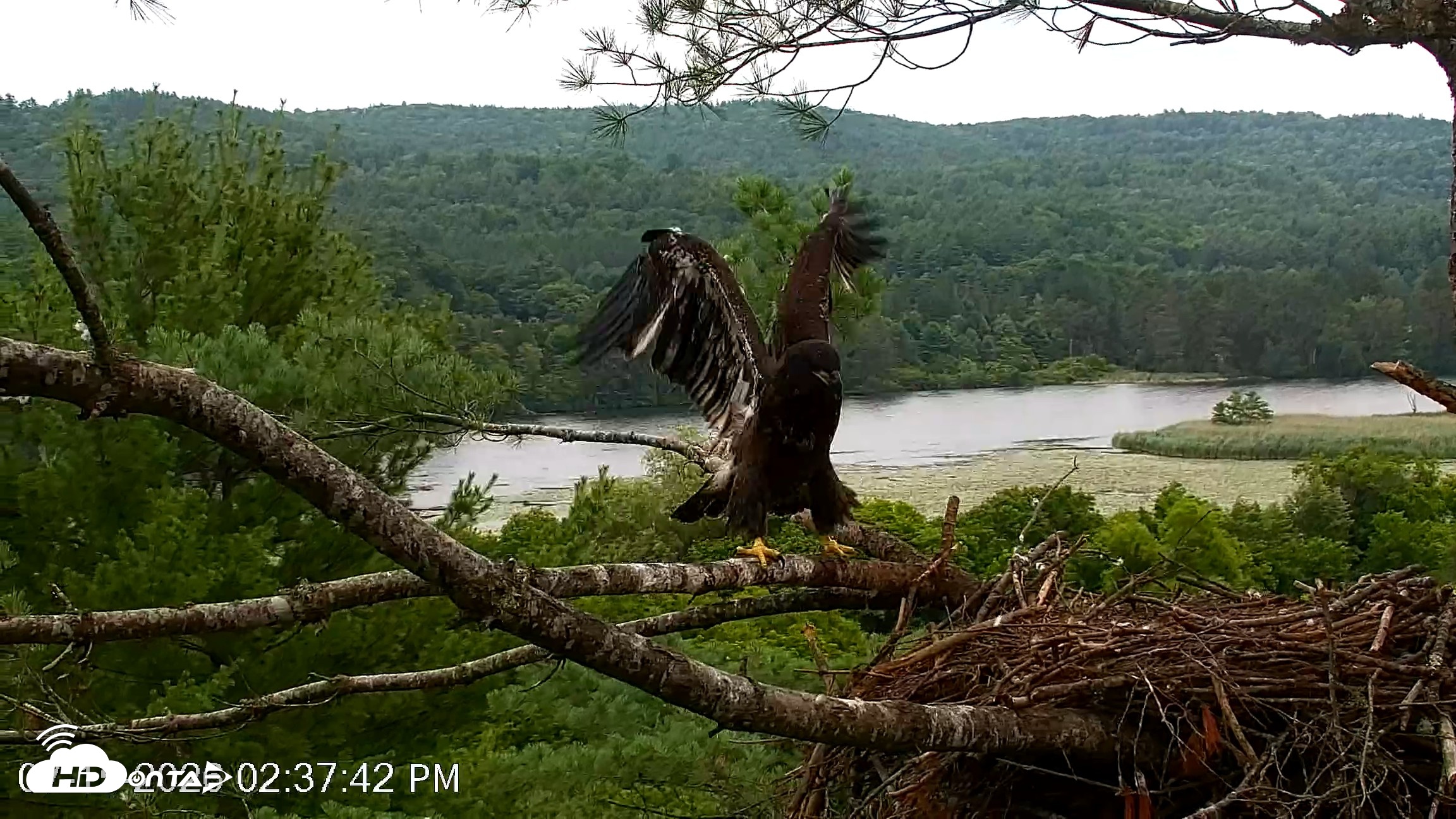 Snapshot of VINS Bald Eagles Nest Live Cams taken Jul 15, 2026, 2:38pm EDT