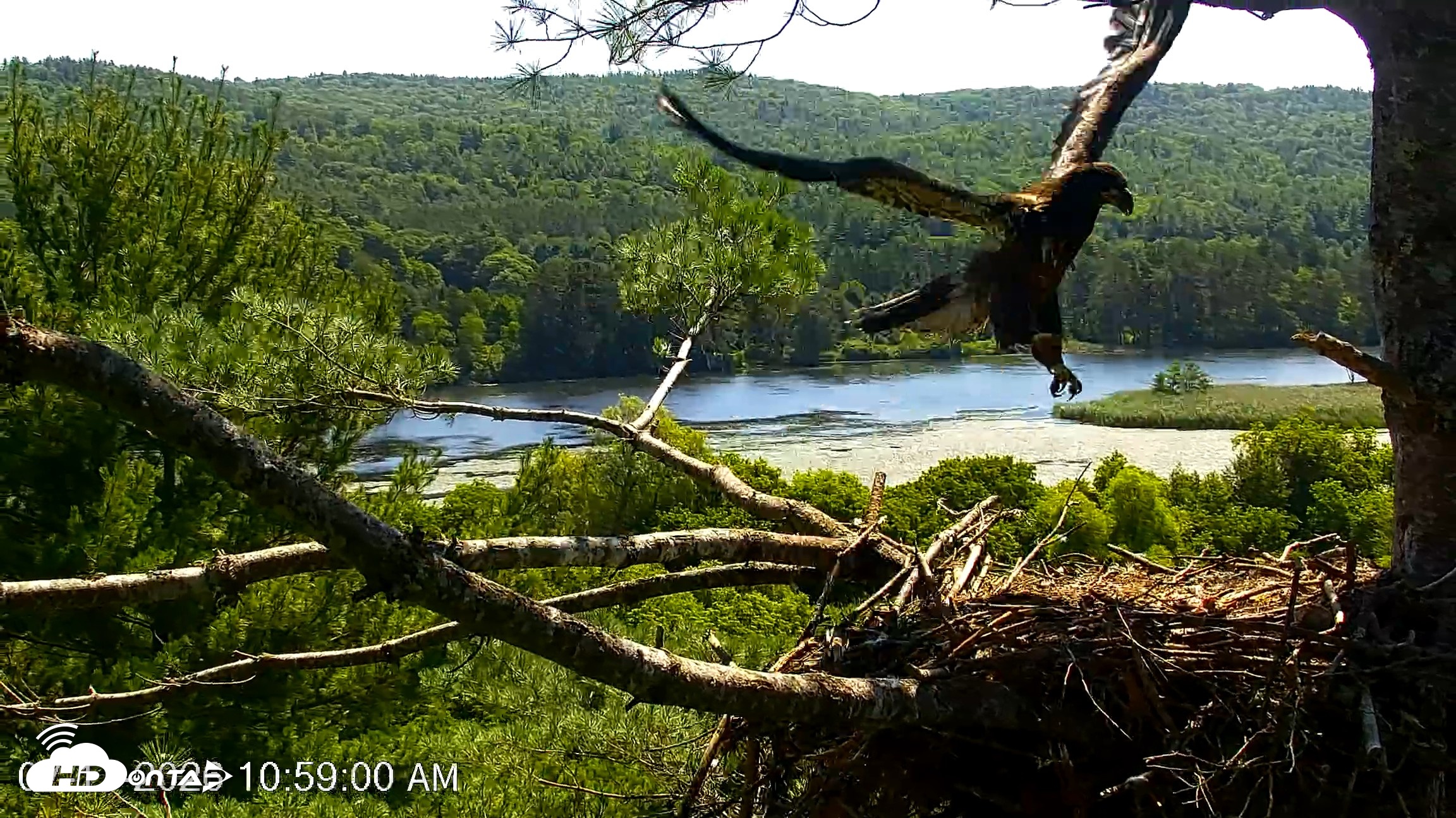 Snapshot of VINS Bald Eagles Nest Live Cams taken Jul 17, 2026, 11:00am EDT