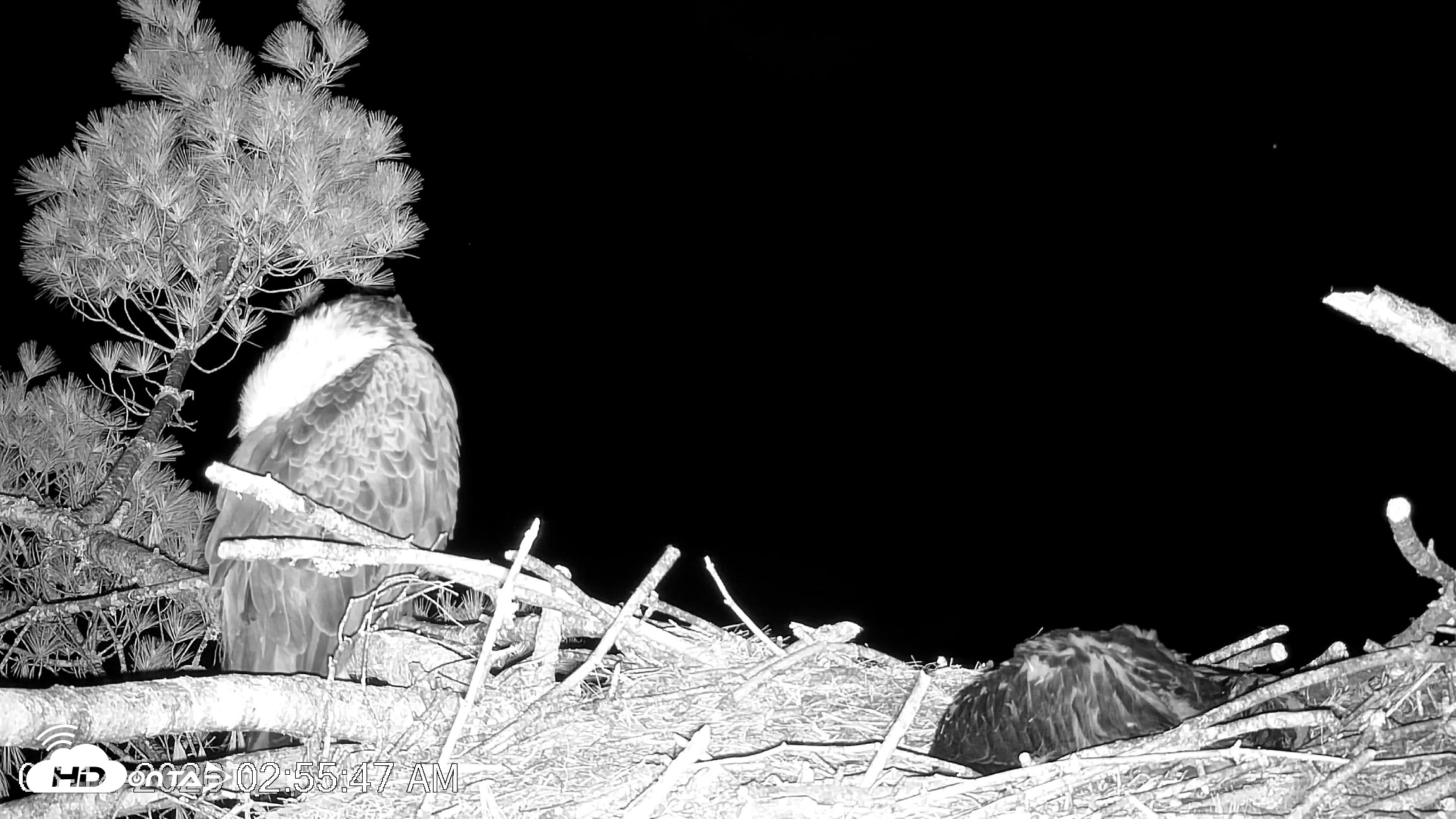 Snapshot of VINS Bald Eagles Nest Live Cams taken Jun 14, 2026, 2:56am EDT