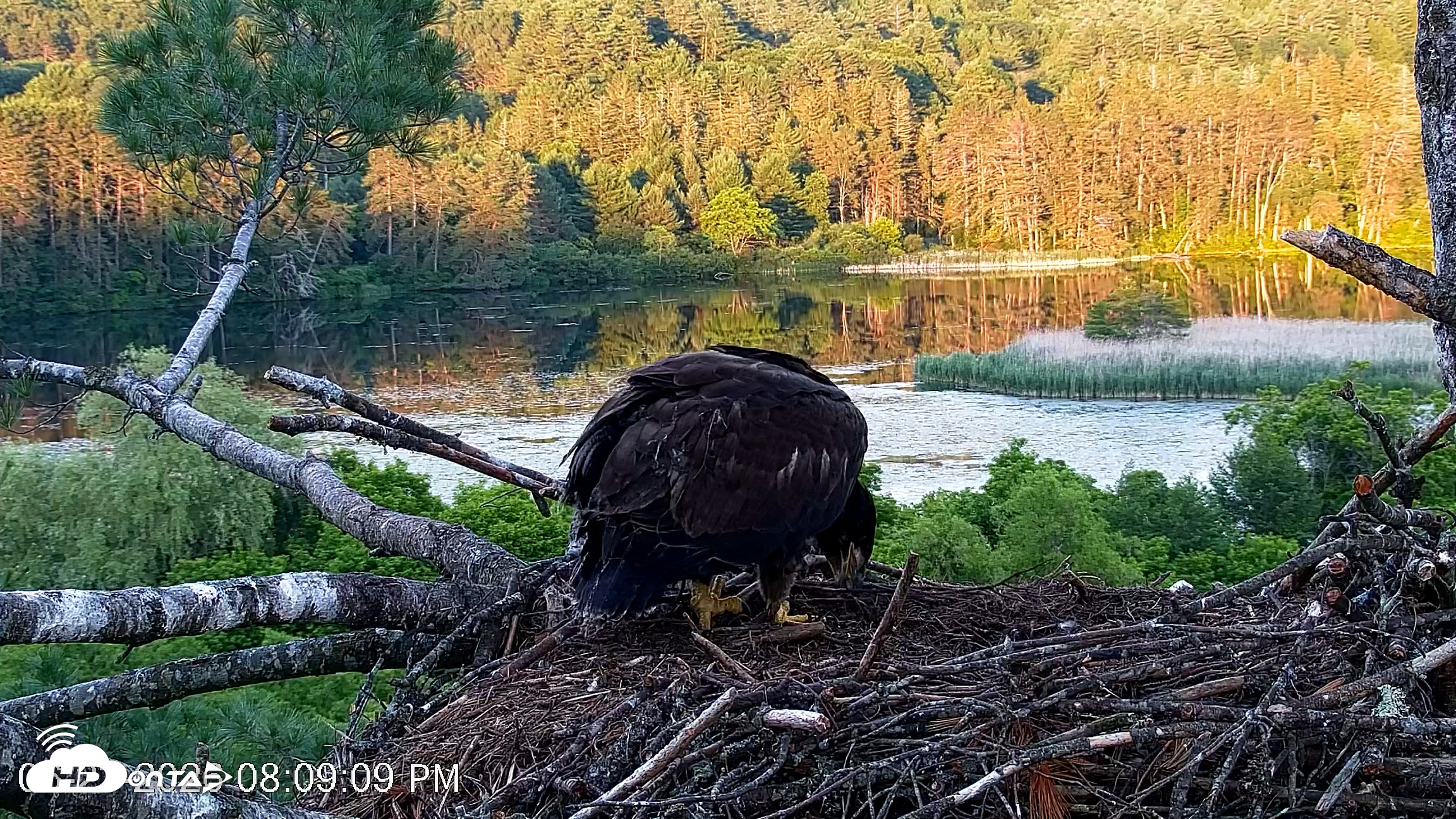 Snapshot of VINS Bald Eagles Nest Live Cams taken Jun 23, 2026, 8:10pm EDT