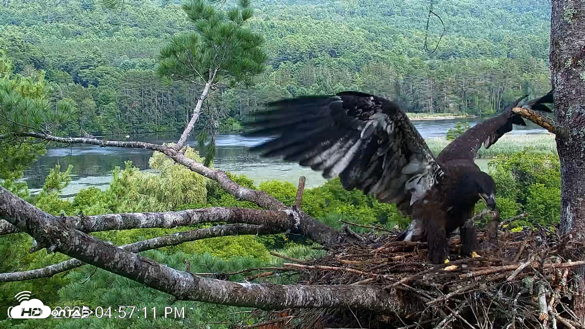 Snapshot of VINS Bald Eagles Nest Live Cams taken Jul 26, 2026, 4:58pm EDT