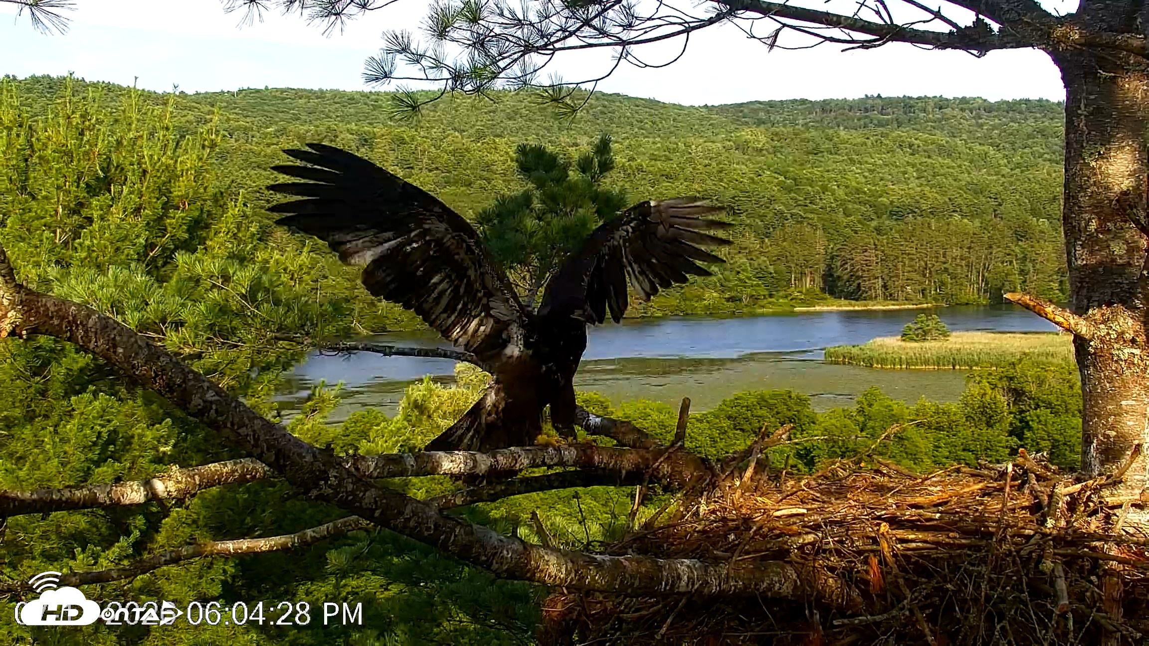 Snapshot of VINS Bald Eagles Nest Live Cams taken Jul 17, 2026, 6:05pm EDT