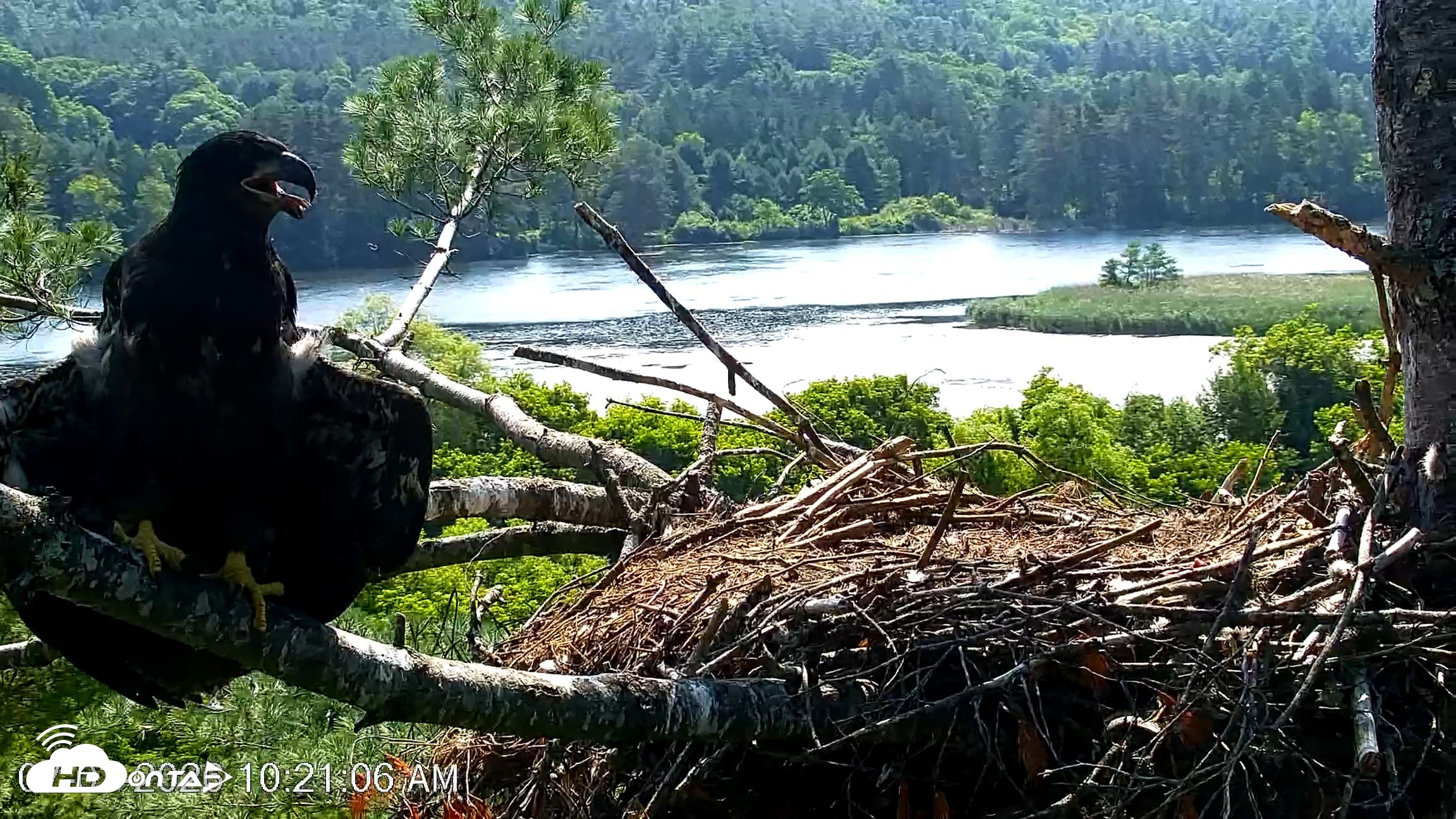 Snapshot of VINS Bald Eagles Nest Live Cams taken Jul 3, 2026, 10:22am EDT