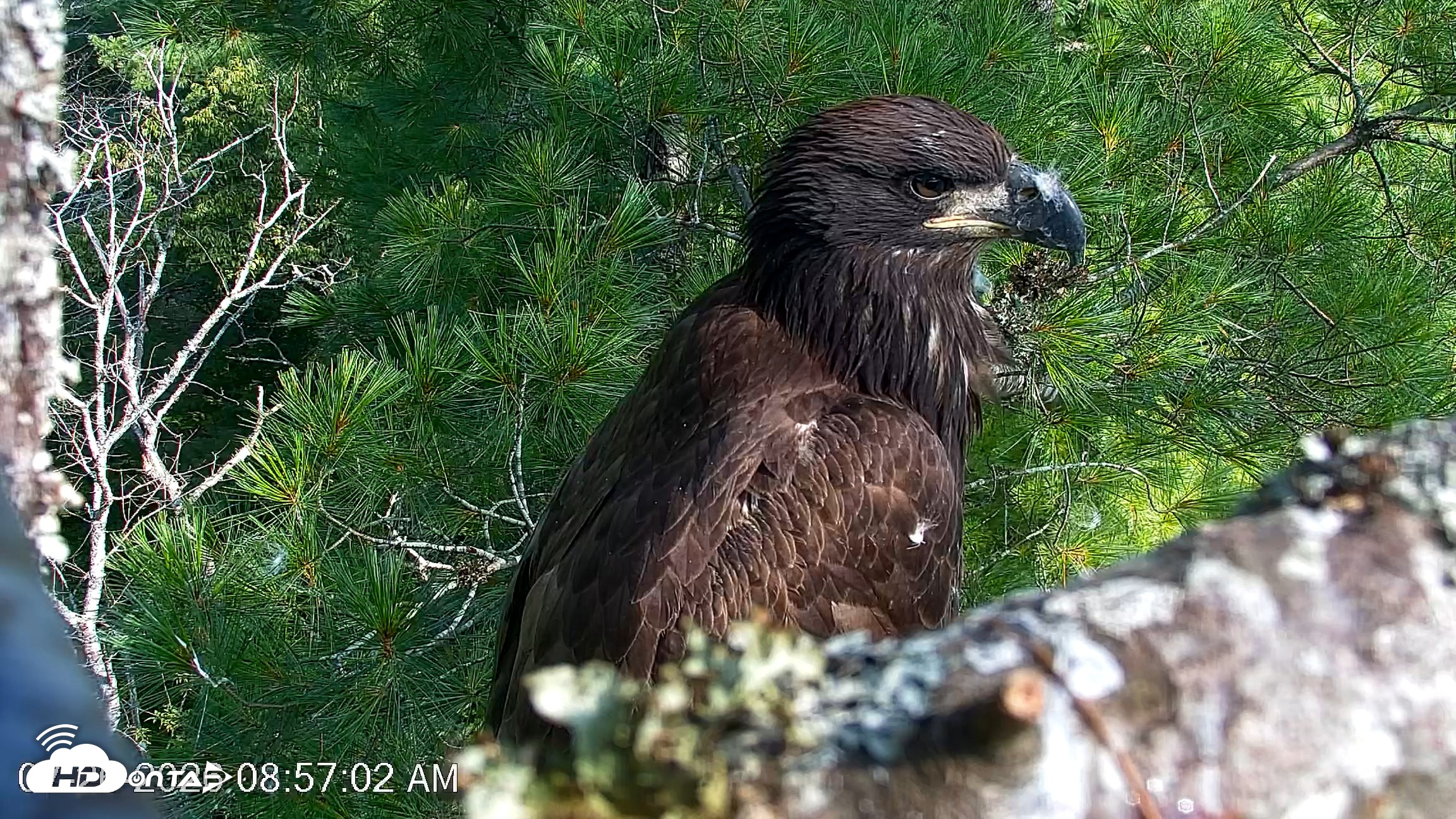 Snapshot of VINS Bald Eagles Nest Live Cams taken Jul 26, 2026, 8:57am EDT