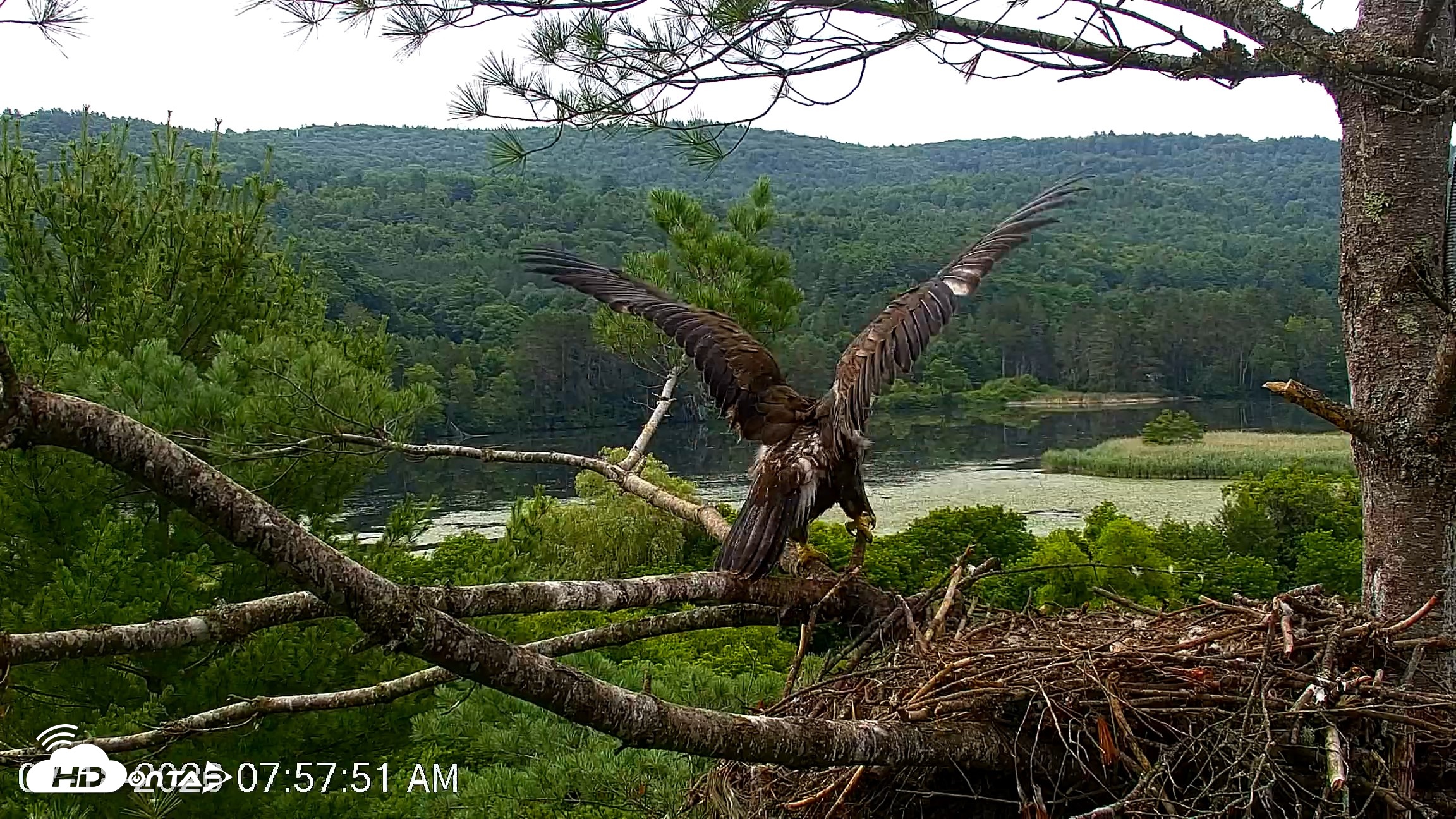 Snapshot of VINS Bald Eagles Nest Live Cams taken Jul 18, 2026, 7:58am EDT