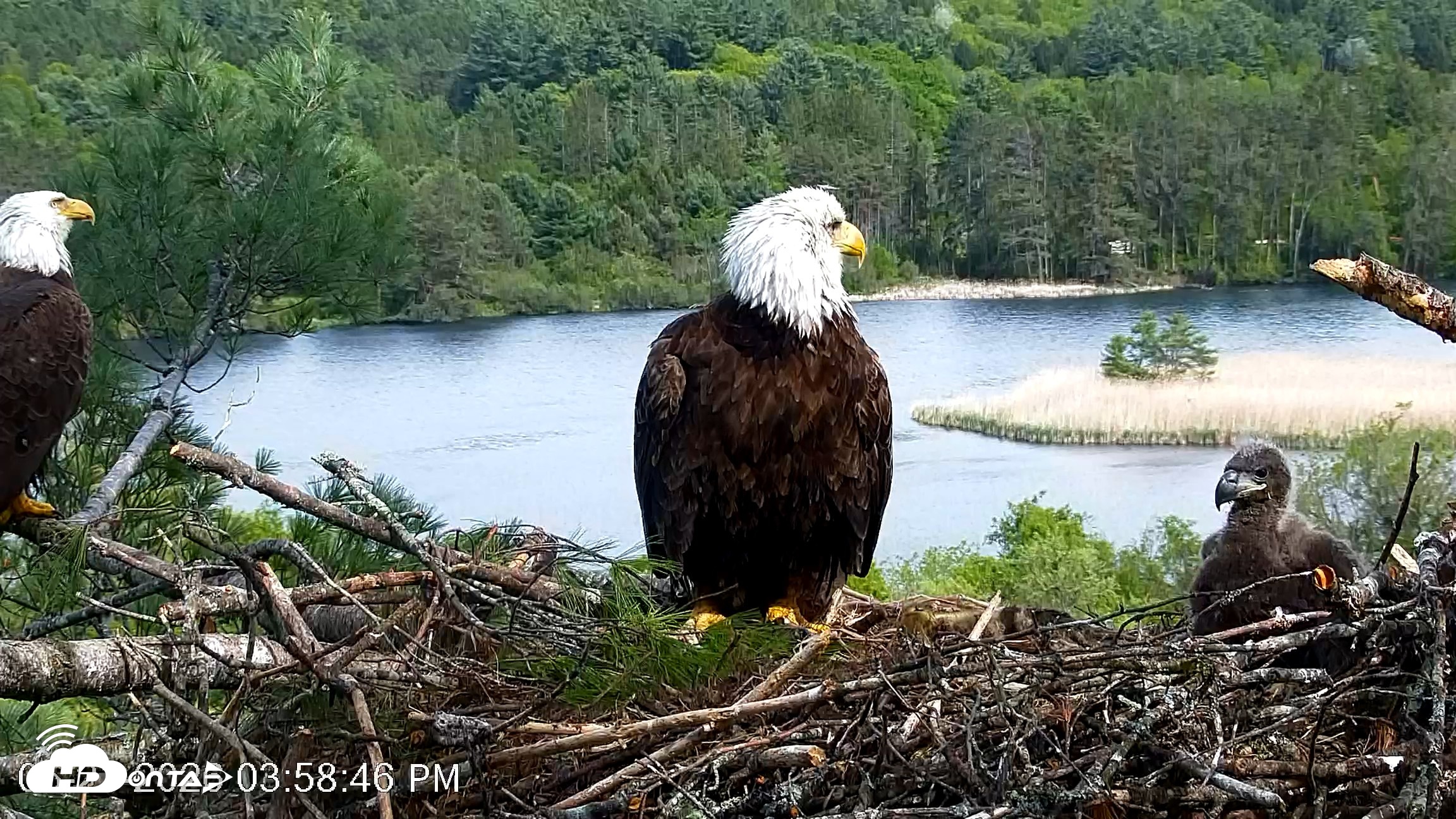 Snapshot of VINS Bald Eagles Nest Live Cams taken May 21, 2026, 3:59pm EDT