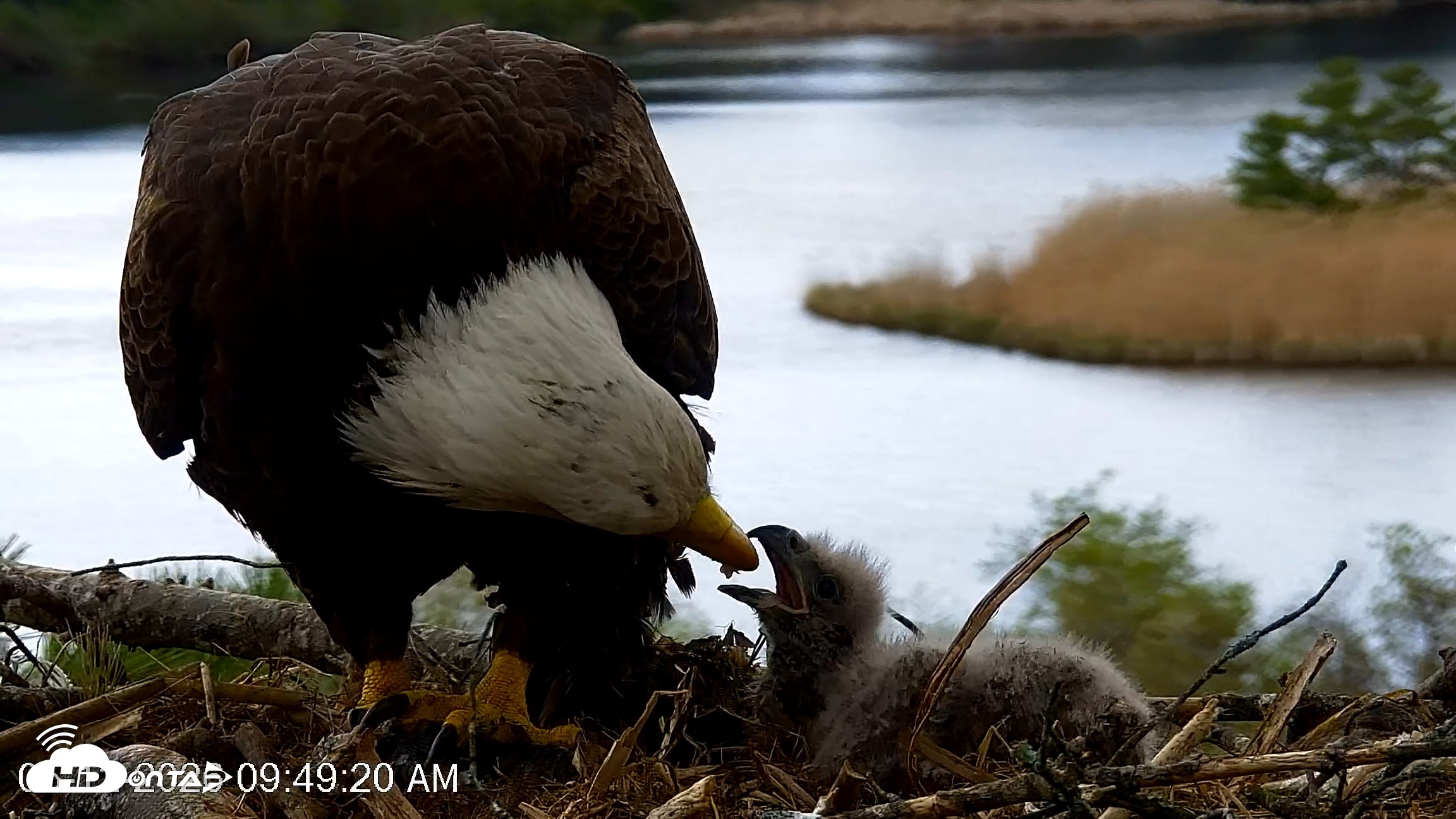 Snapshot of VINS Bald Eagles Nest Live Cams taken May 12, 2026, 9:50am EDT