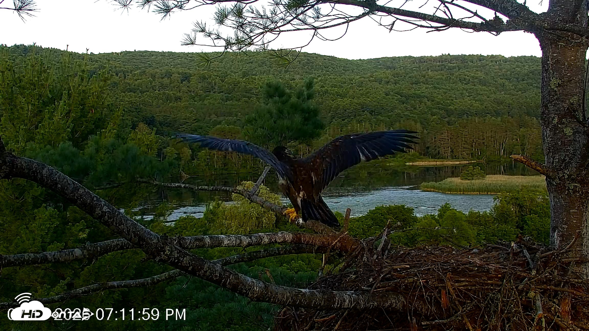 Snapshot of VINS Bald Eagles Nest Live Cams taken Jul 17, 2026, 7:12pm EDT