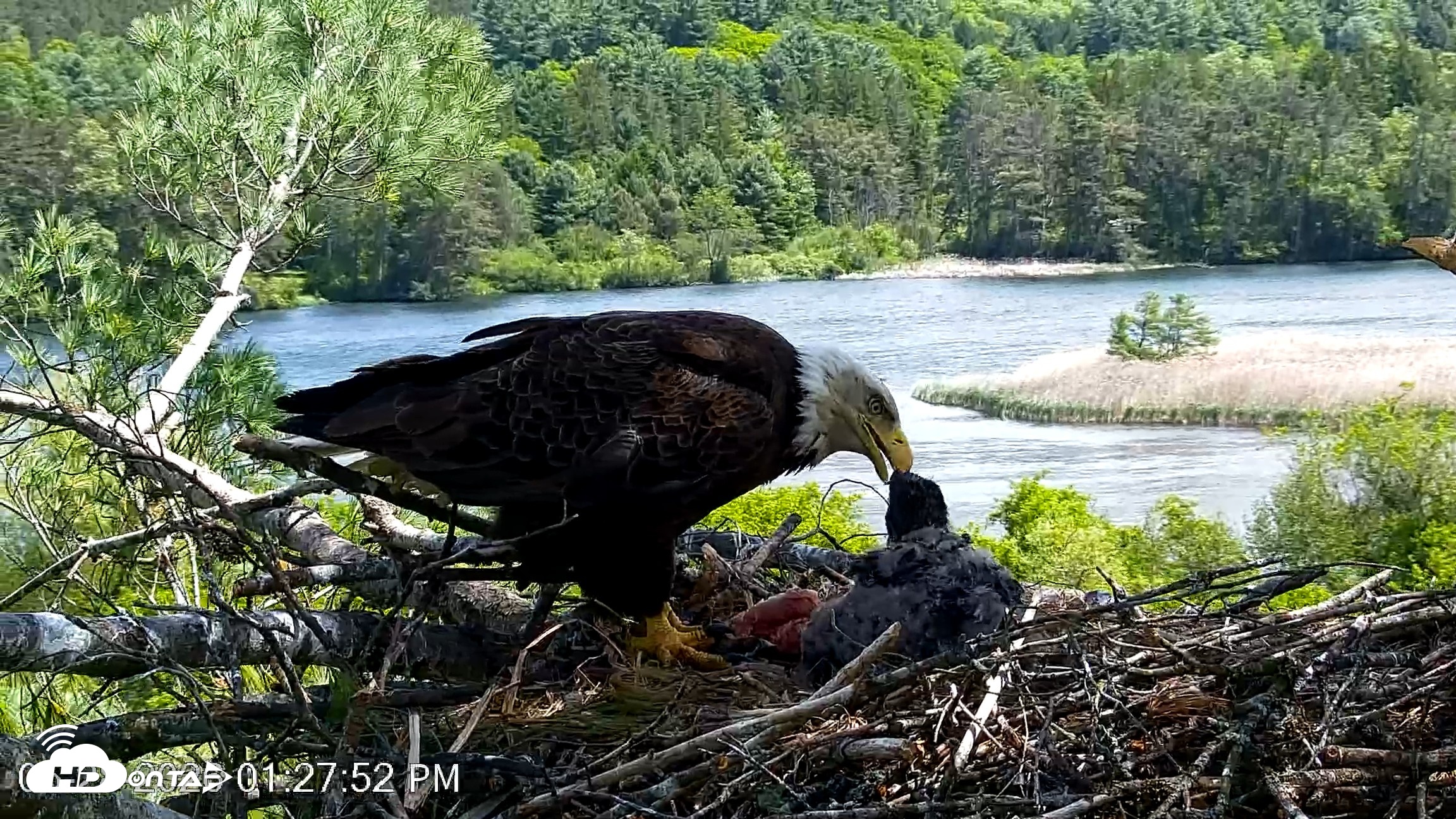 Snapshot of VINS Bald Eagles Nest Live Cams taken May 28, 2026, 1:28pm EDT